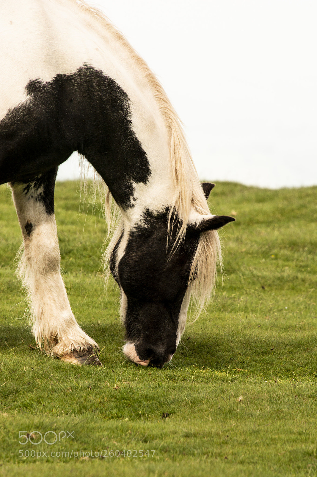 Nikon D7100 sample photo. Mountain ponies photography