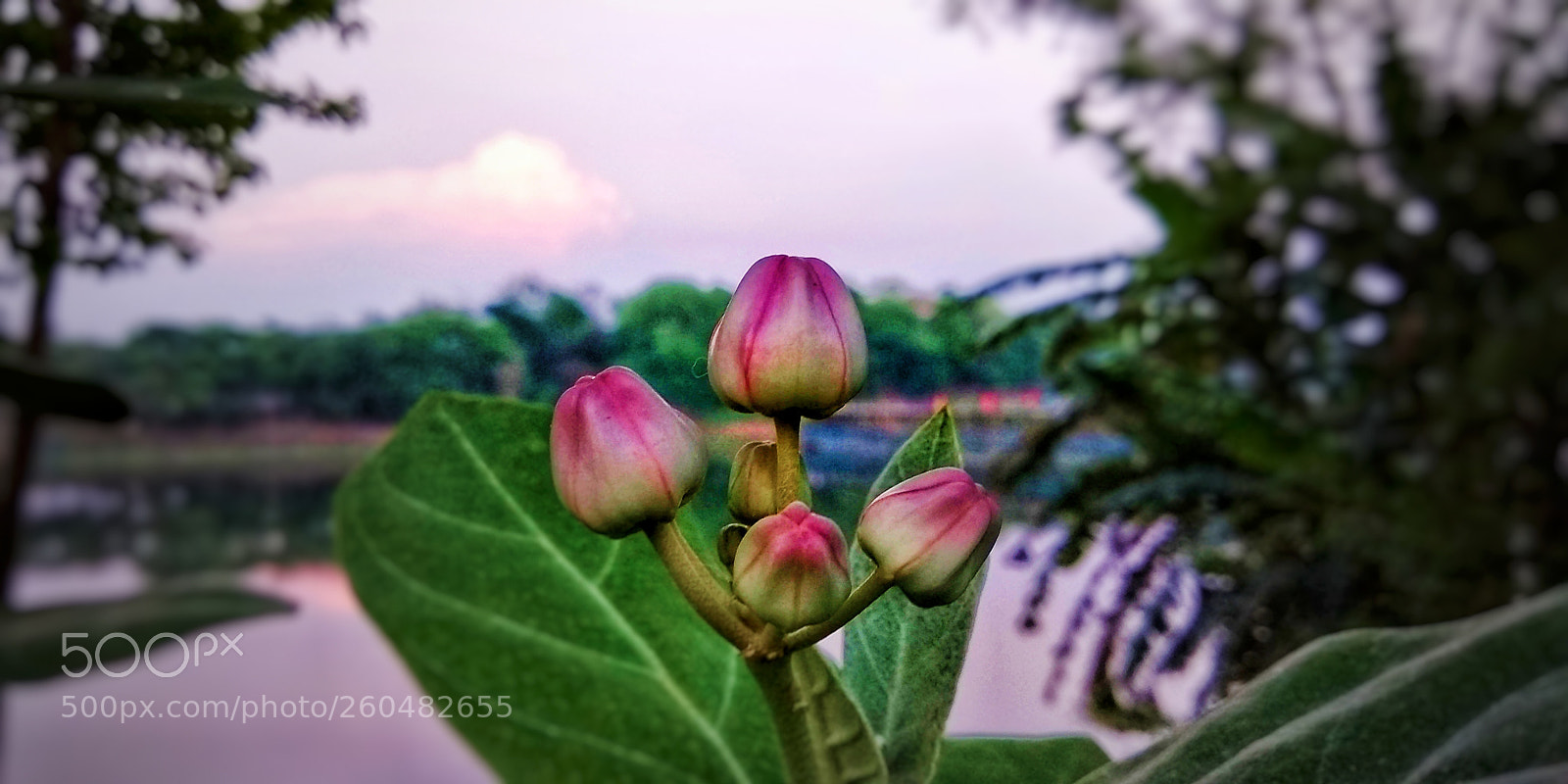 Xiaomi Redmi Note 5 sample photo. Dhutra photography