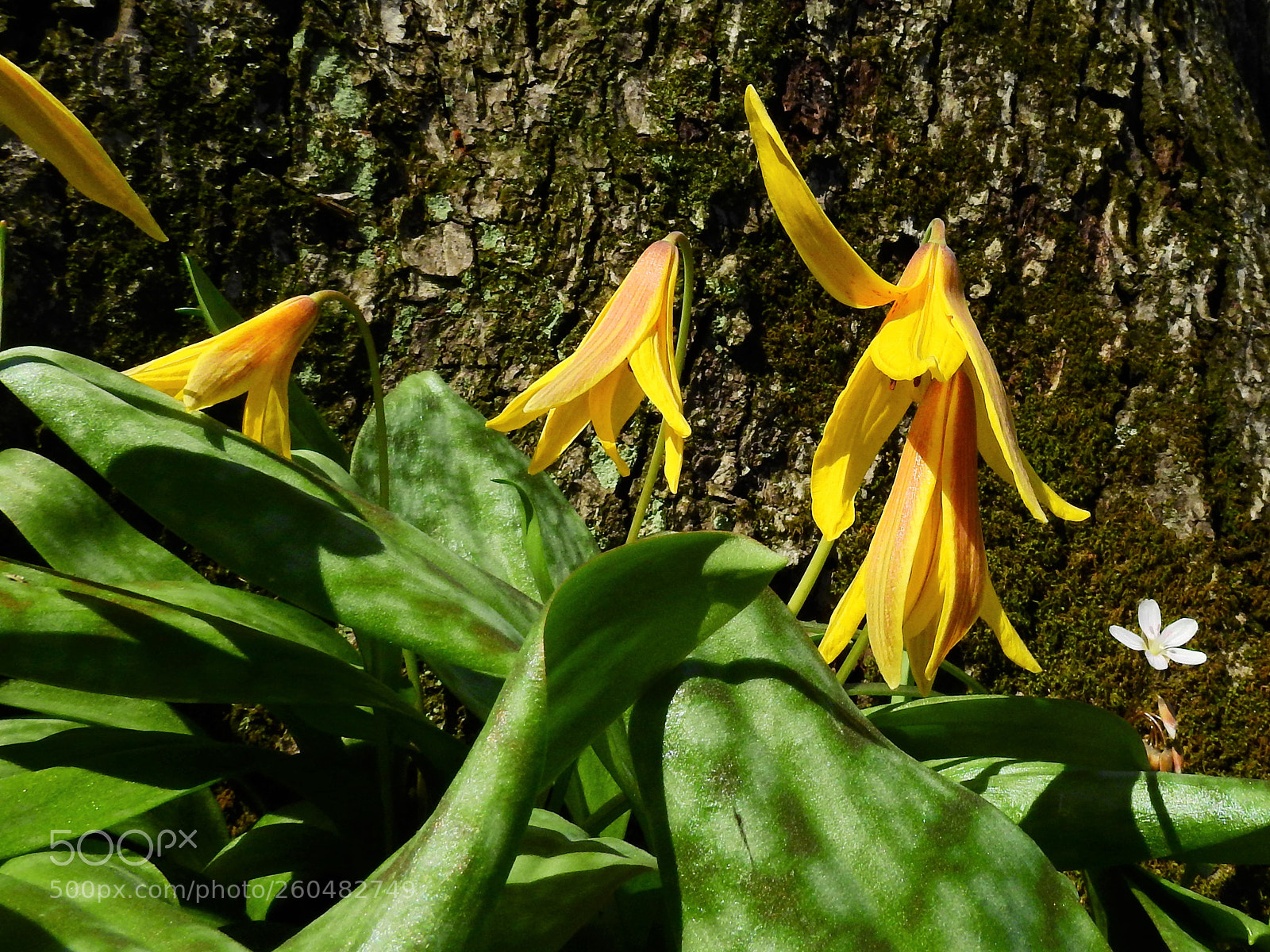 Nikon Coolpix P900 sample photo. Trout lily photography