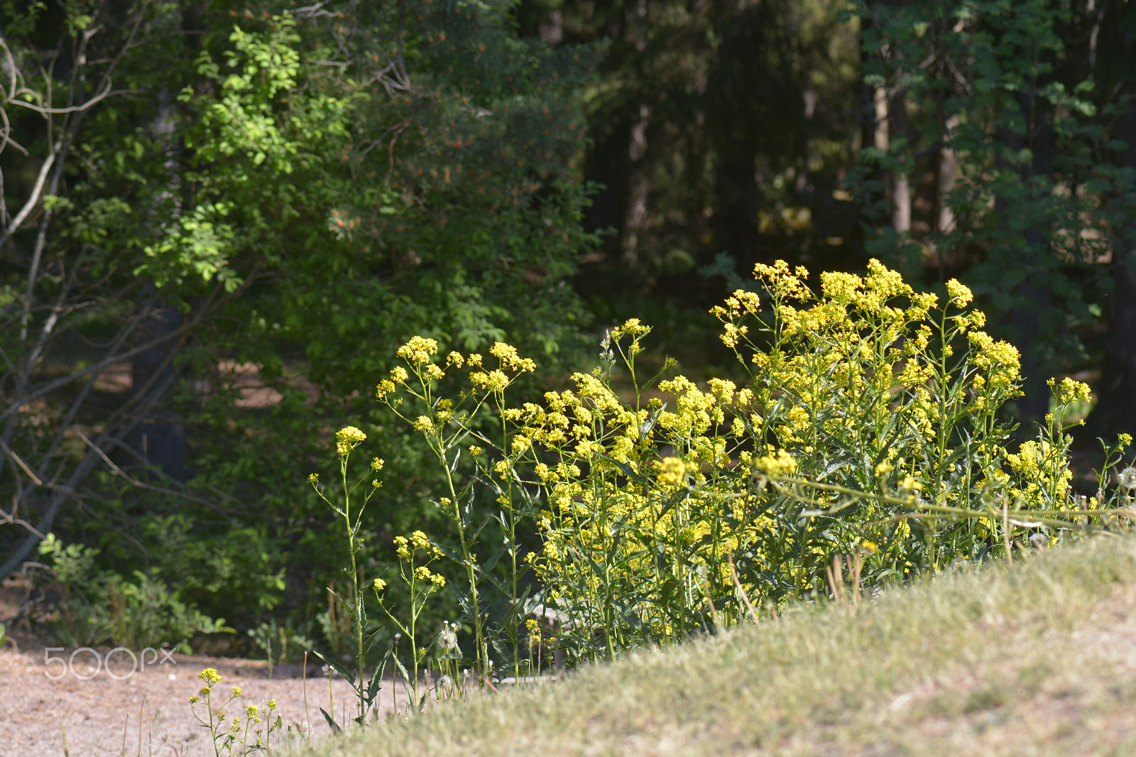 Nikon AF-S Micro-Nikkor 105mm F2.8G IF-ED VR sample photo. Yellow flowers growing next to our forrest. photography