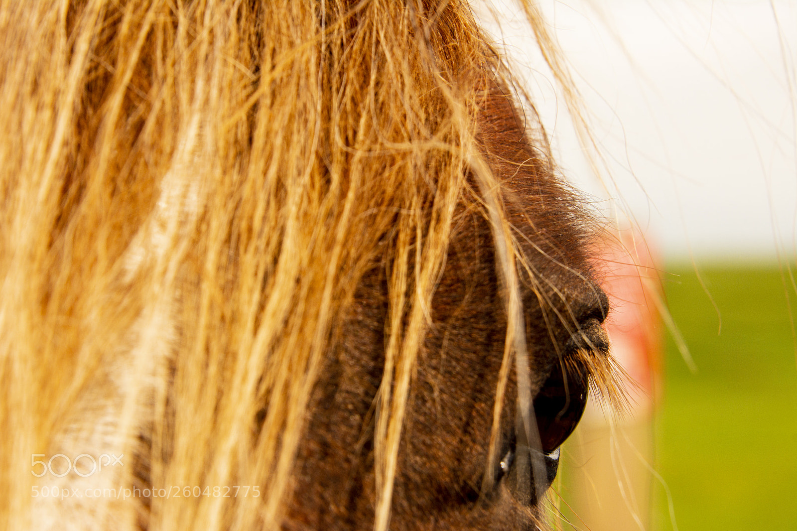 Nikon D7100 sample photo. Mountain ponies photography