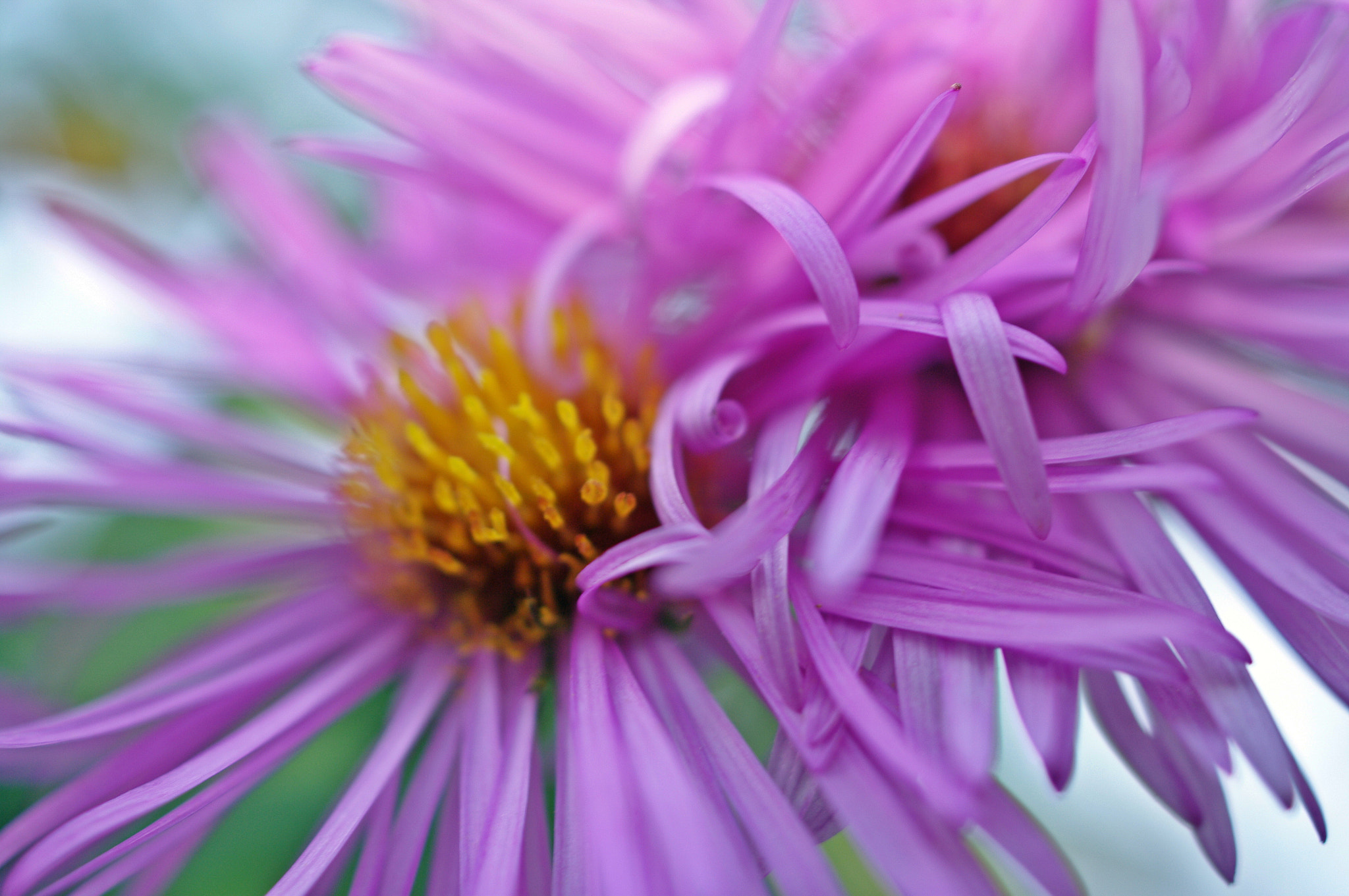 Pentax K20D sample photo. Dreamy flower photography