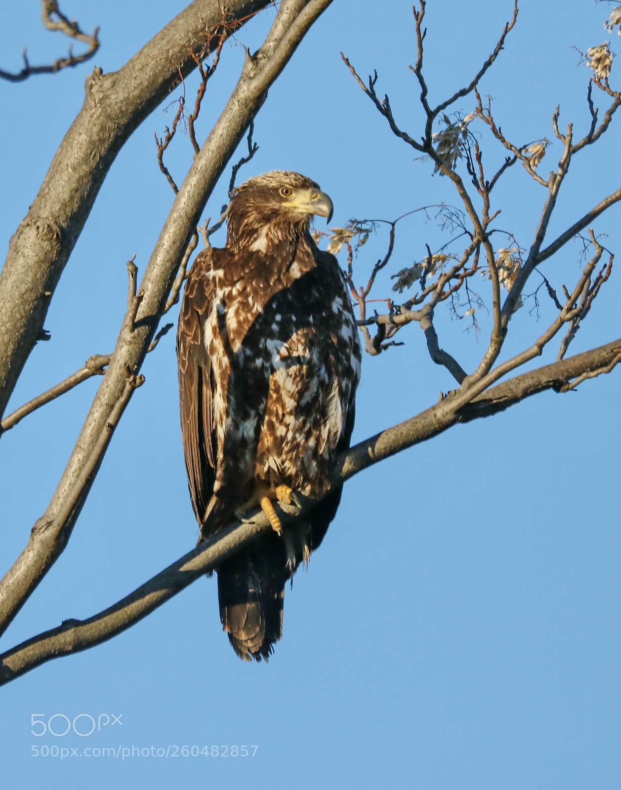 Canon EOS 7D Mark II sample photo. Juvenile bald eagle photography