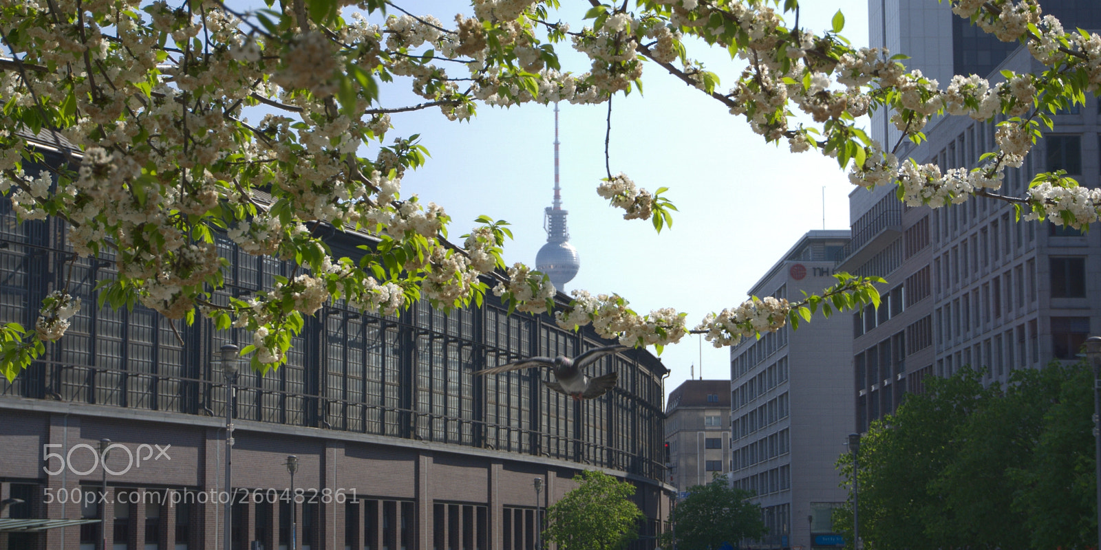 Sony a6000 sample photo. Pidgeon and cherry blossoms photography