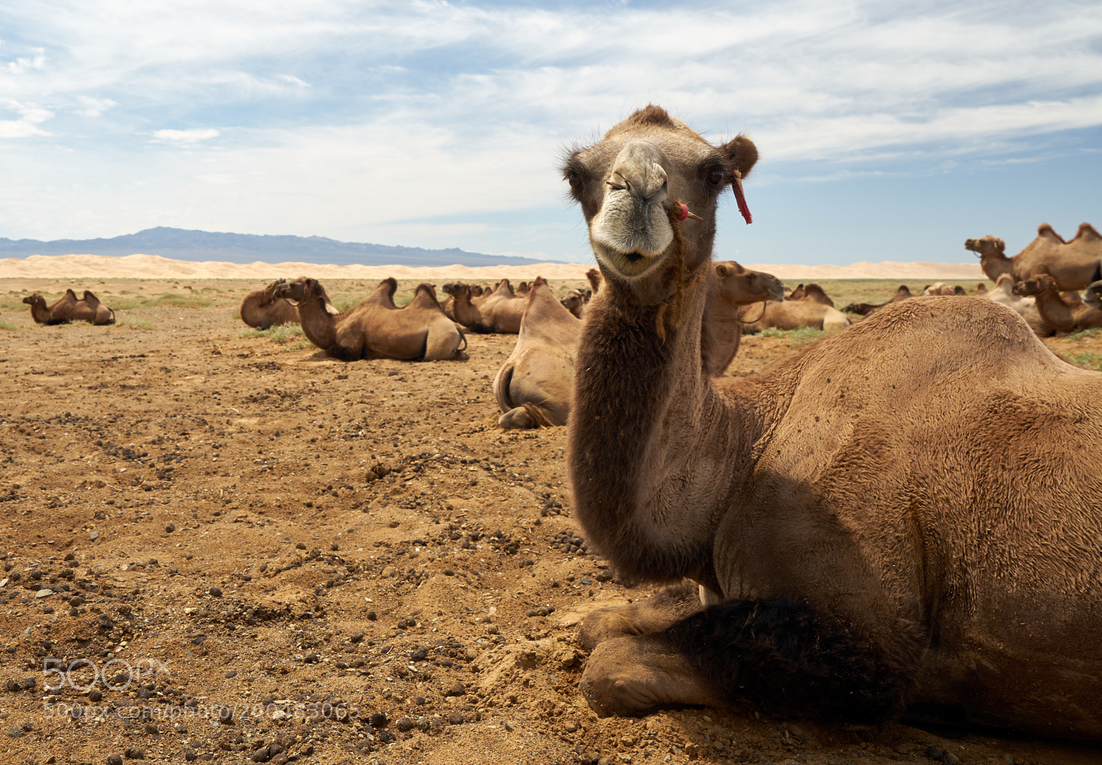 Sony a7 sample photo. Mongolia photography