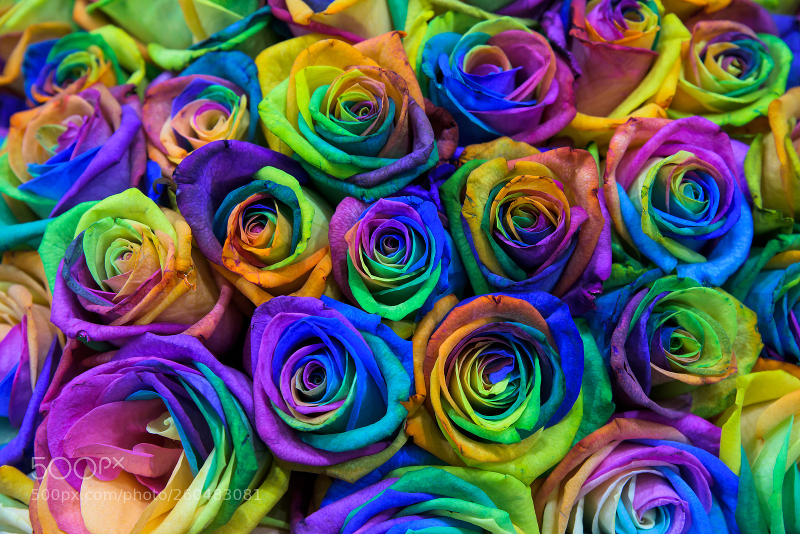 Nikon D810 sample photo. Colorful rose photography