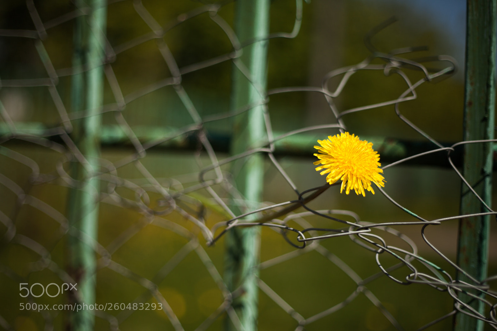 Canon EOS 5D Mark II sample photo. Img photography