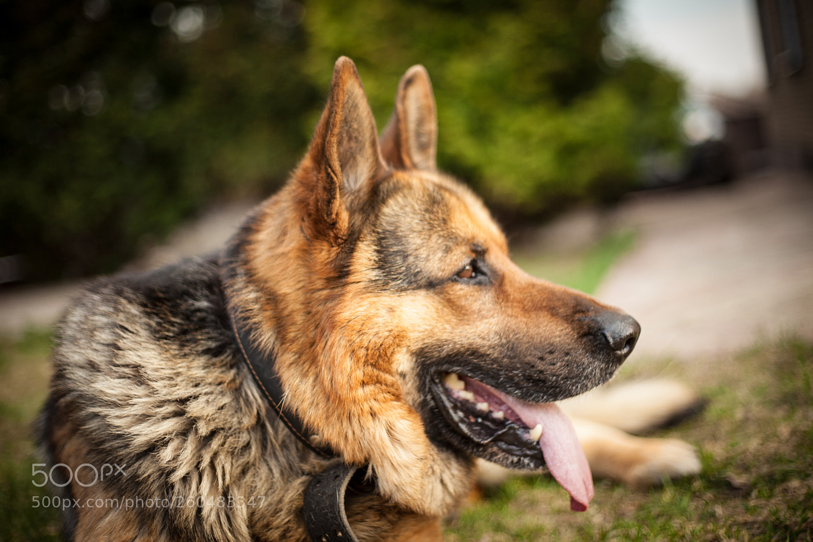 Canon EOS 5D Mark II sample photo. My dog photography