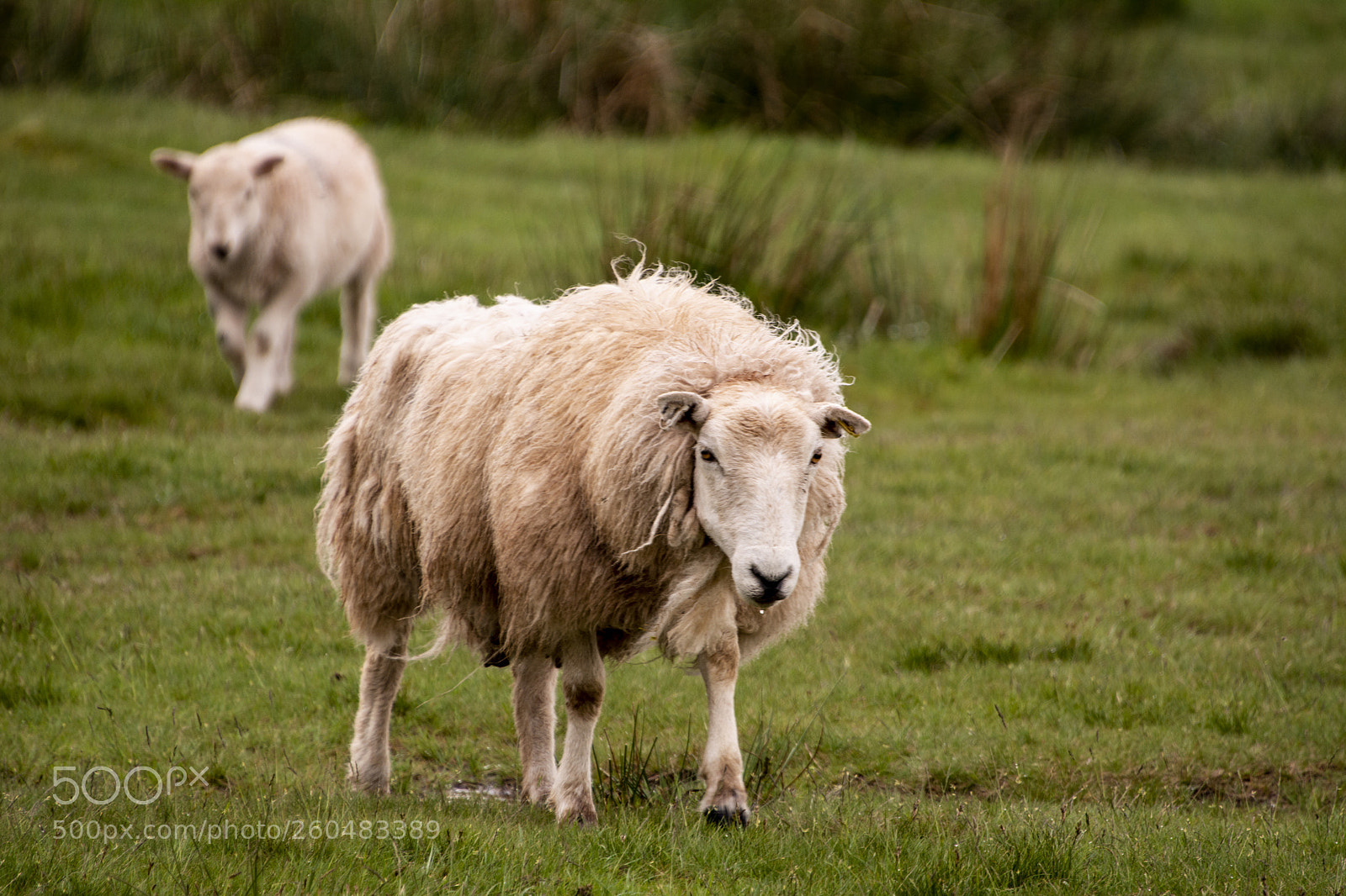 Nikon D7100 sample photo. Sheep photography