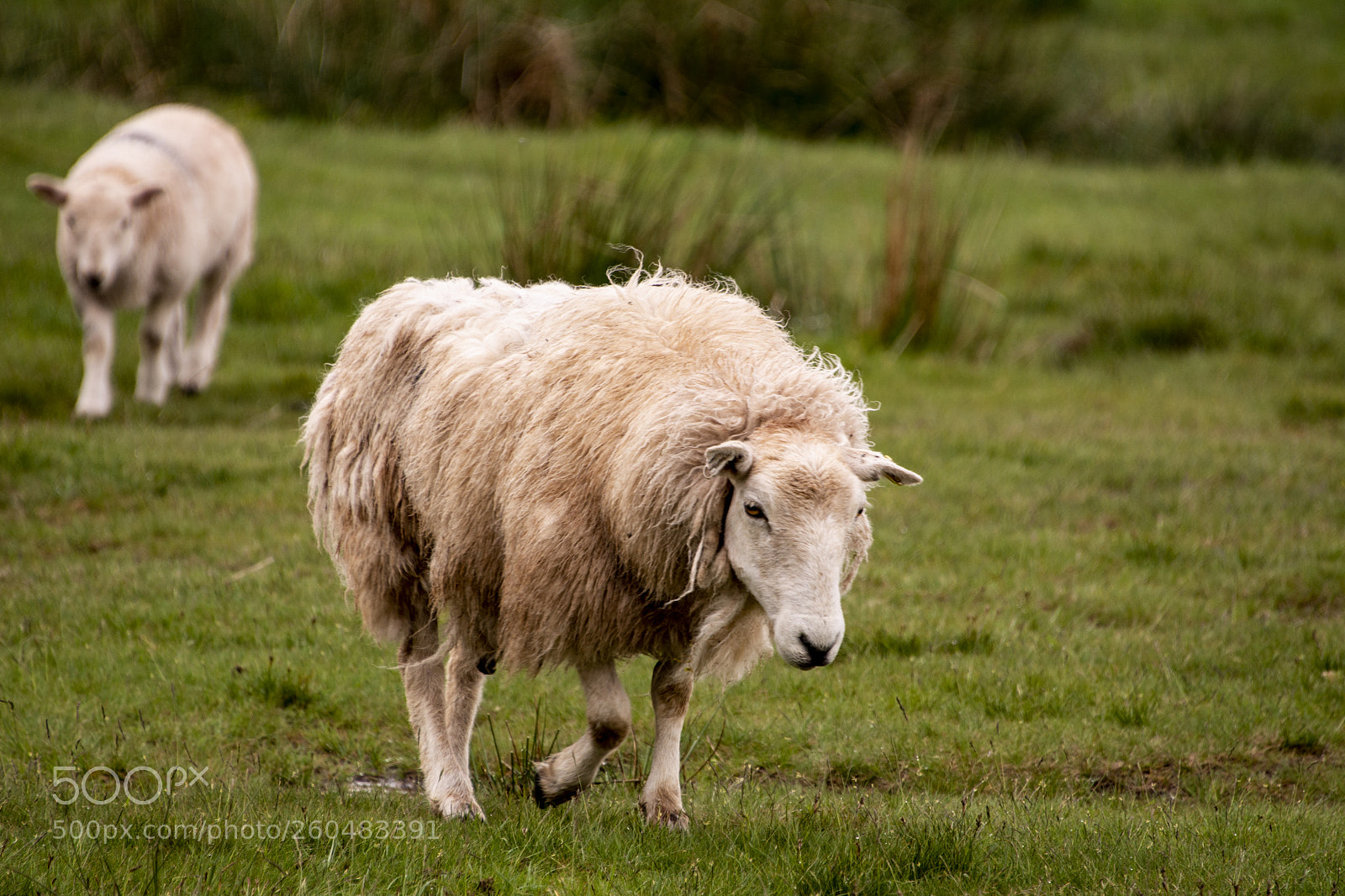 Nikon D7100 sample photo. Sheep photography