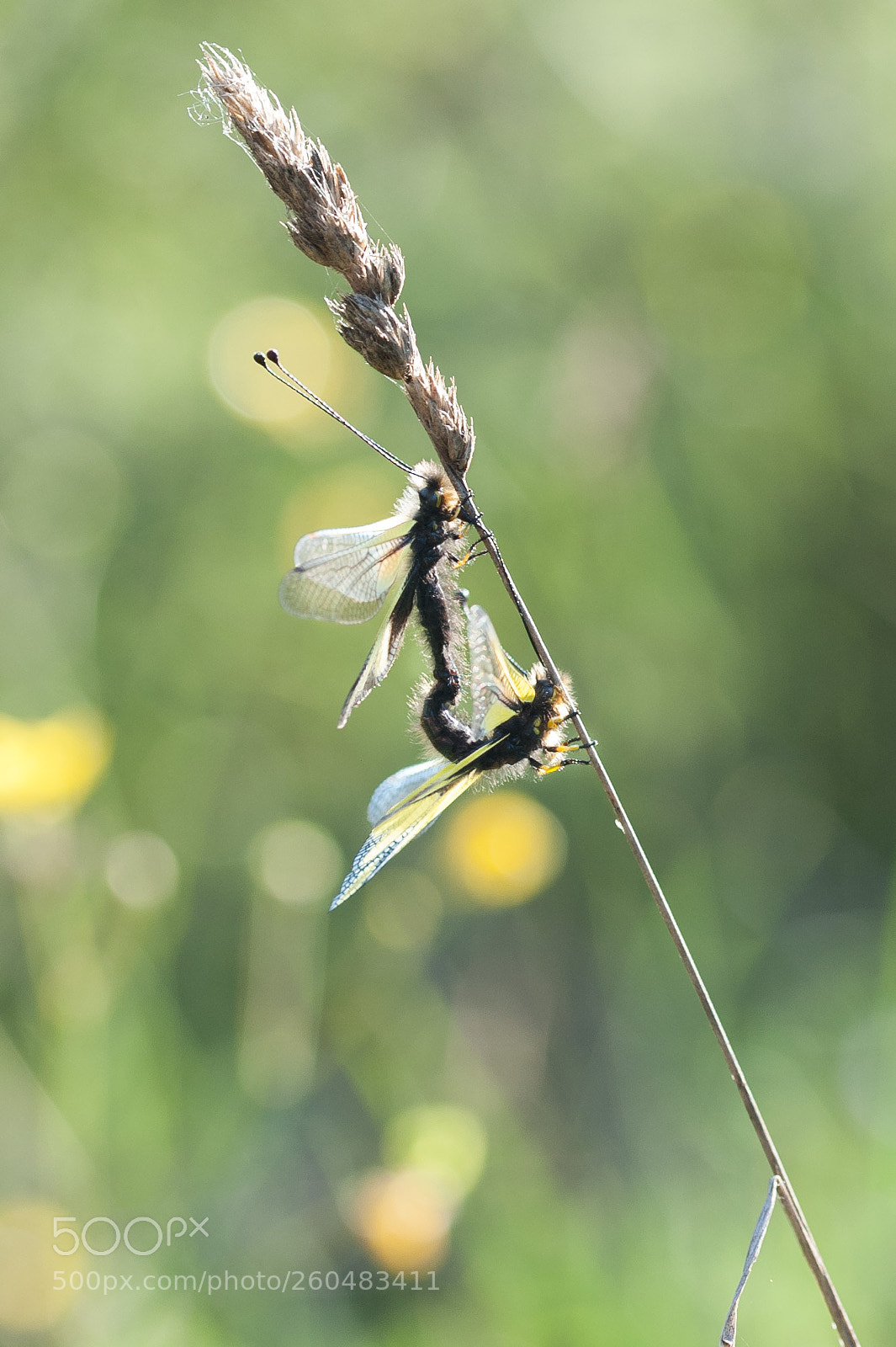 Nikon D700 sample photo. Free love photography