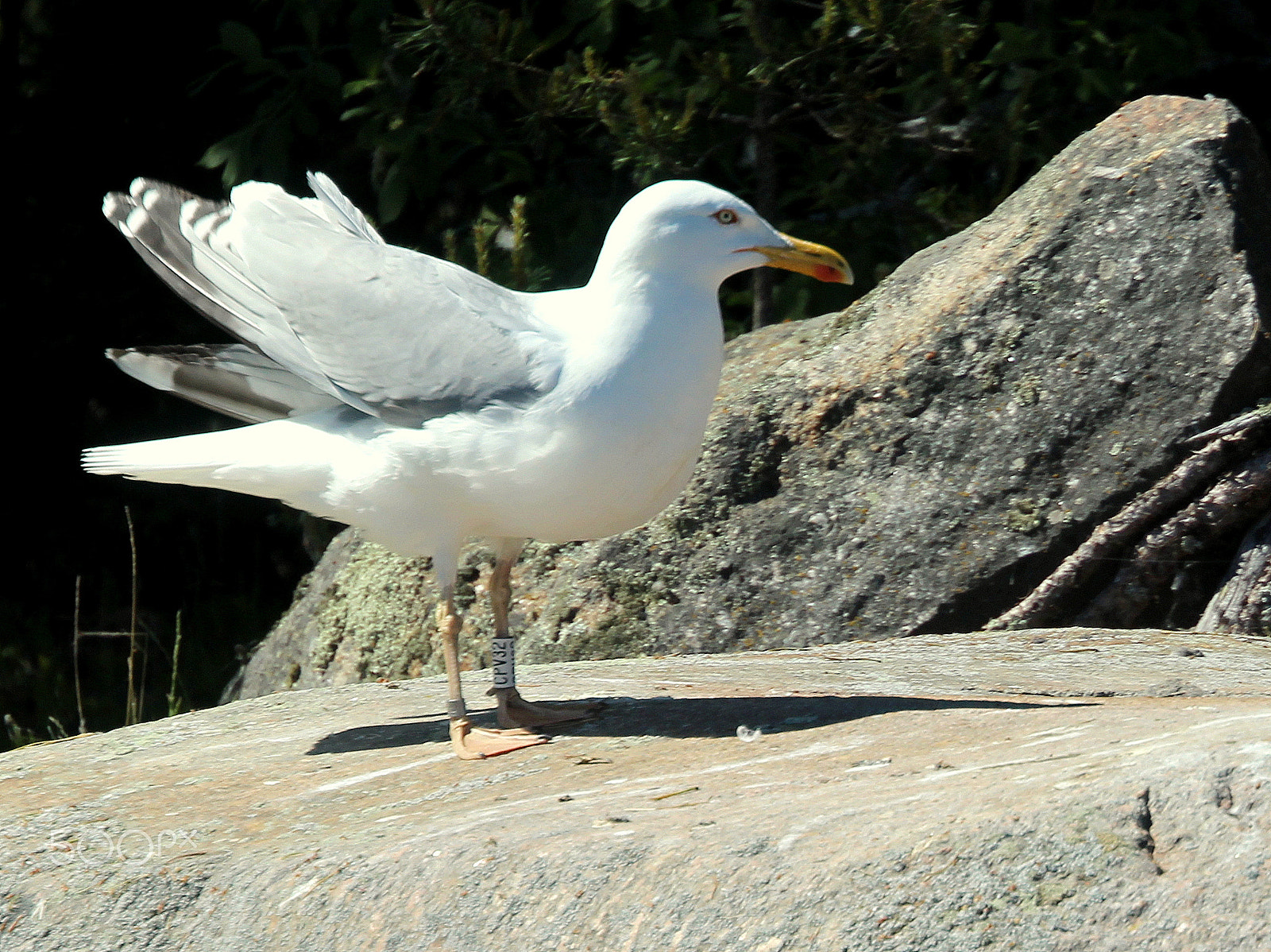 Canon EOS 700D (EOS Rebel T5i / EOS Kiss X7i) sample photo. The wings.... photography