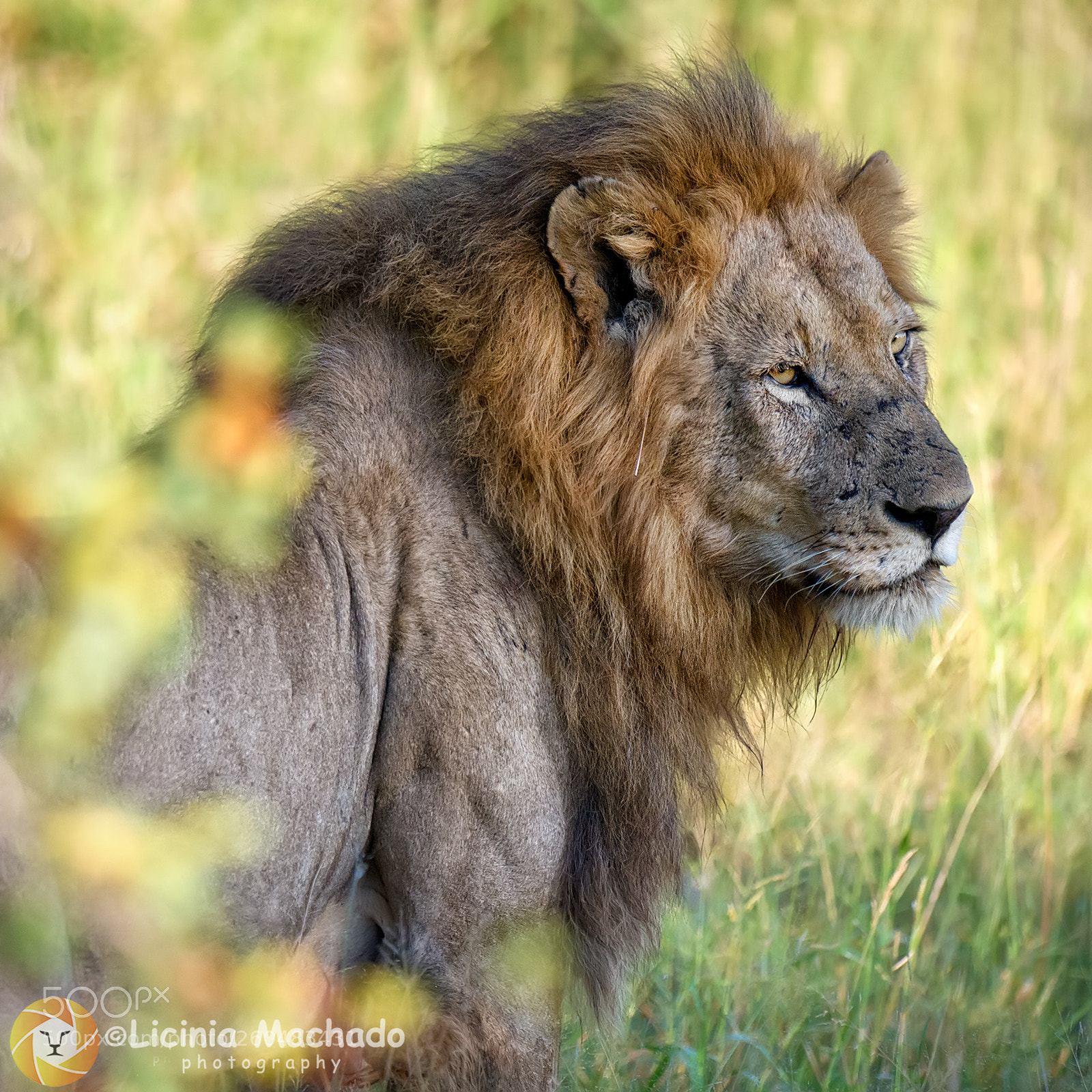 Nikon D3S sample photo. Lion photography