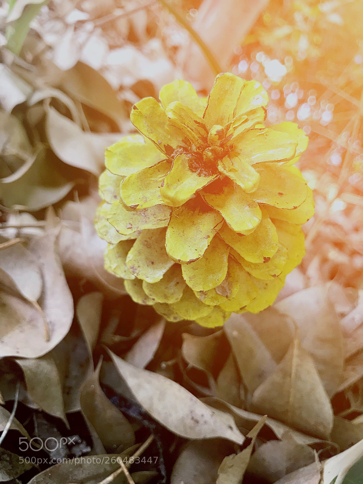 Apple iPhone 7 sample photo. Flowering plant photography