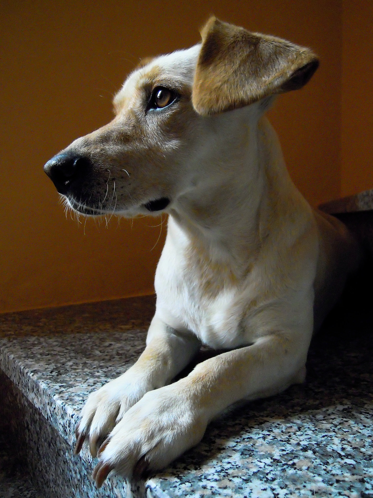 Nikon Coolpix S5100 sample photo. The eye of a faithful friend... photography