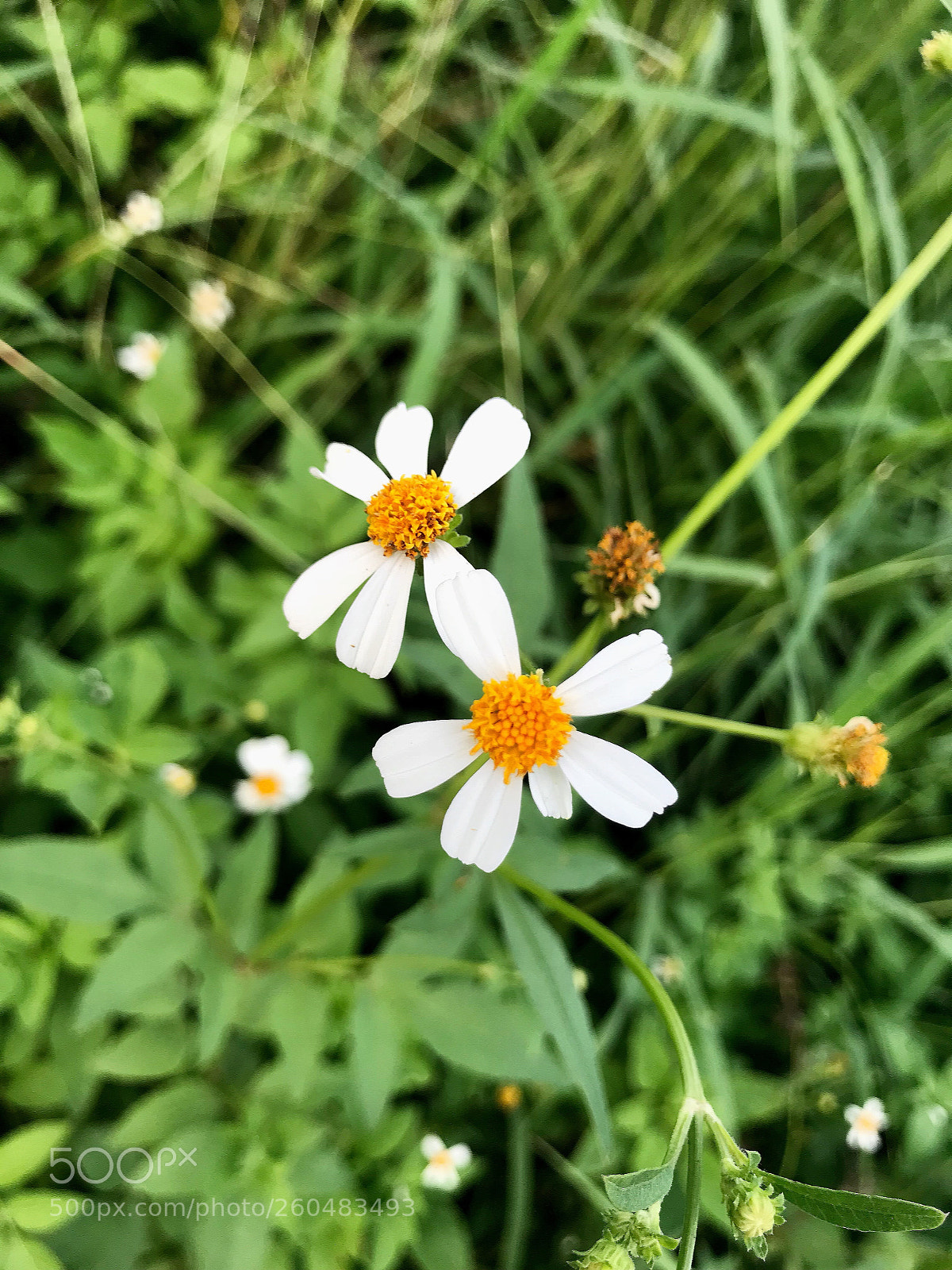 Apple iPhone 7 sample photo. Flower head photography