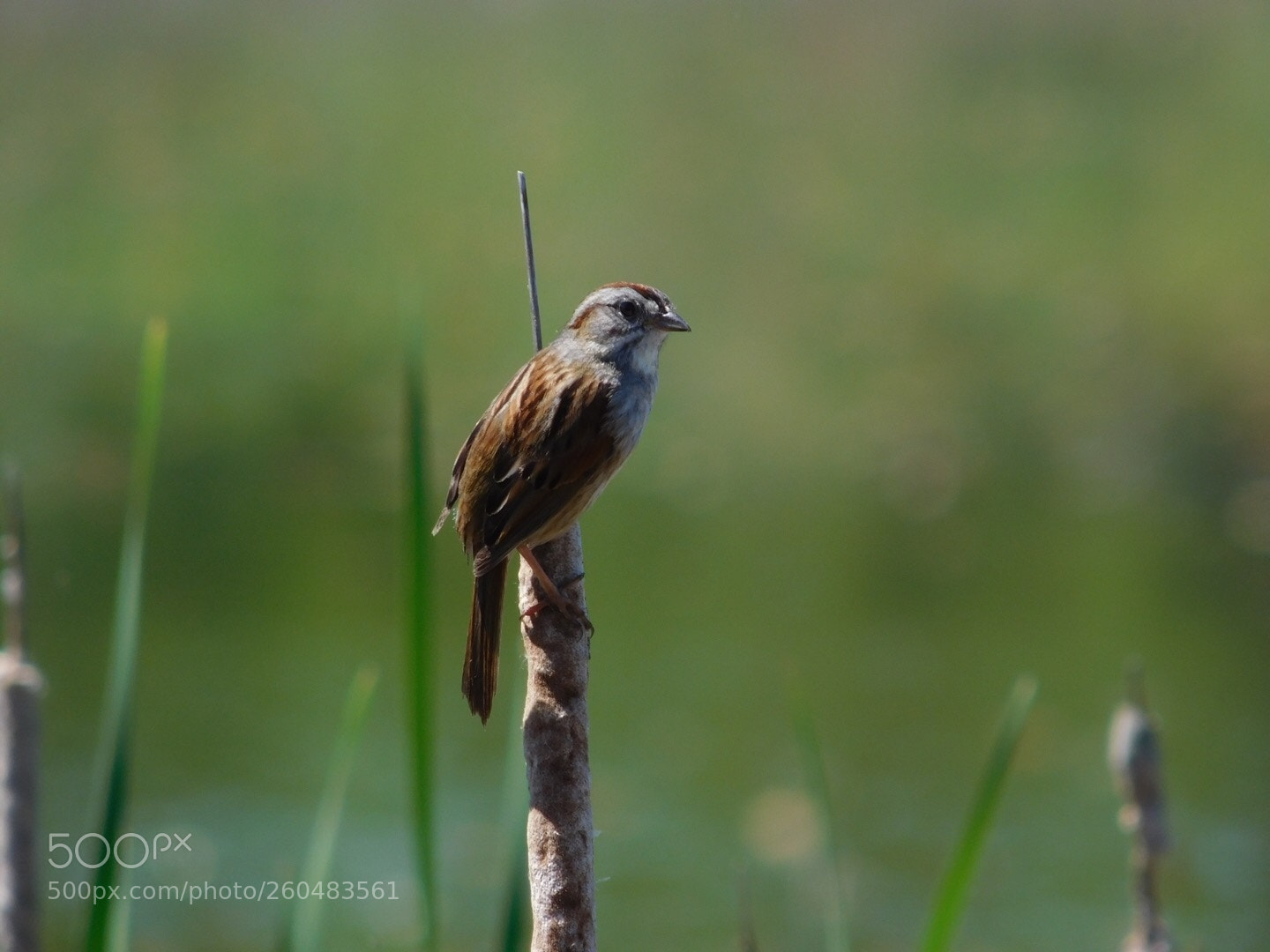 Nikon Coolpix L840 sample photo. Song sparrow  photography