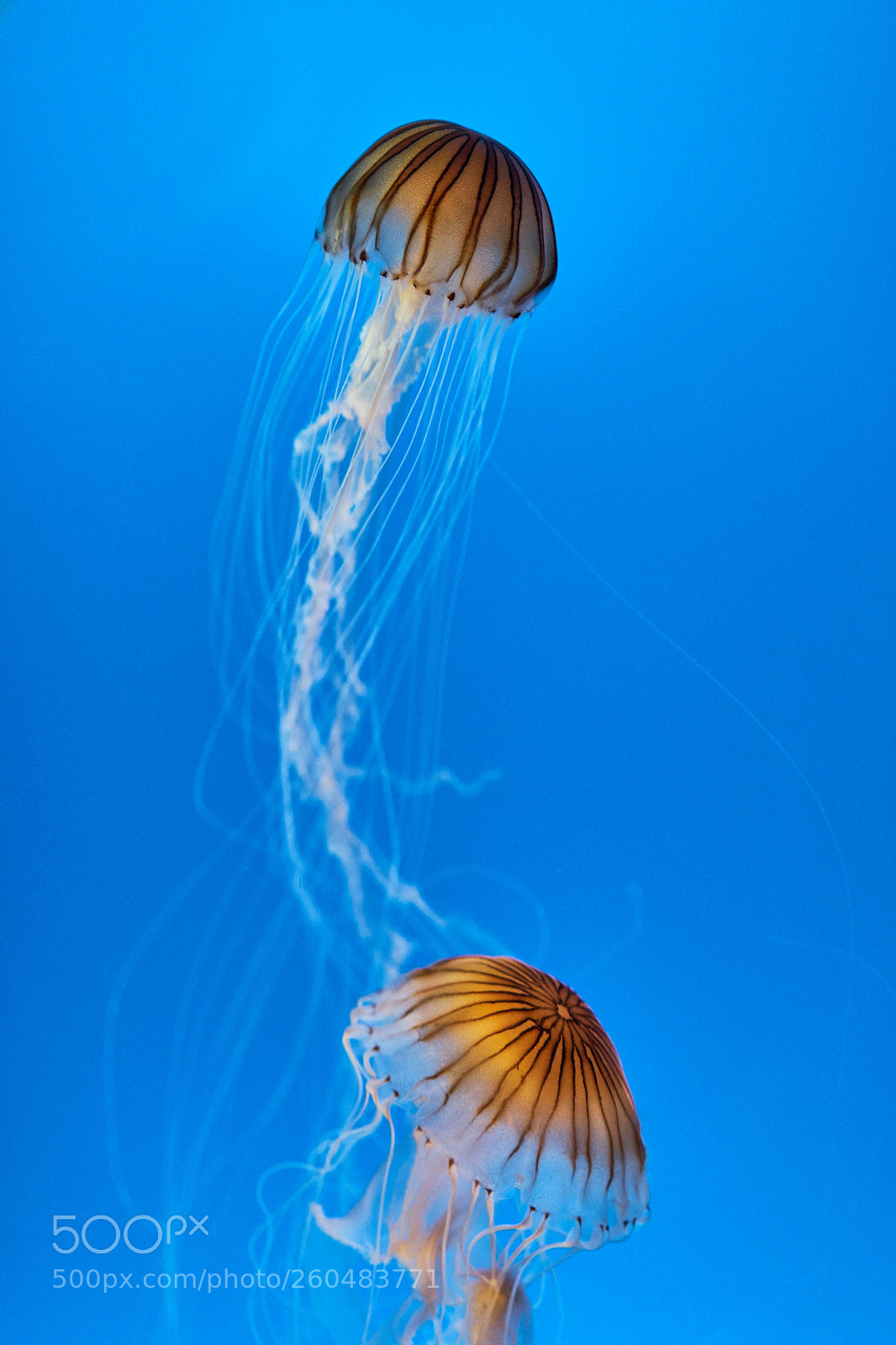 Sony a7 II sample photo. Jellyfish photography