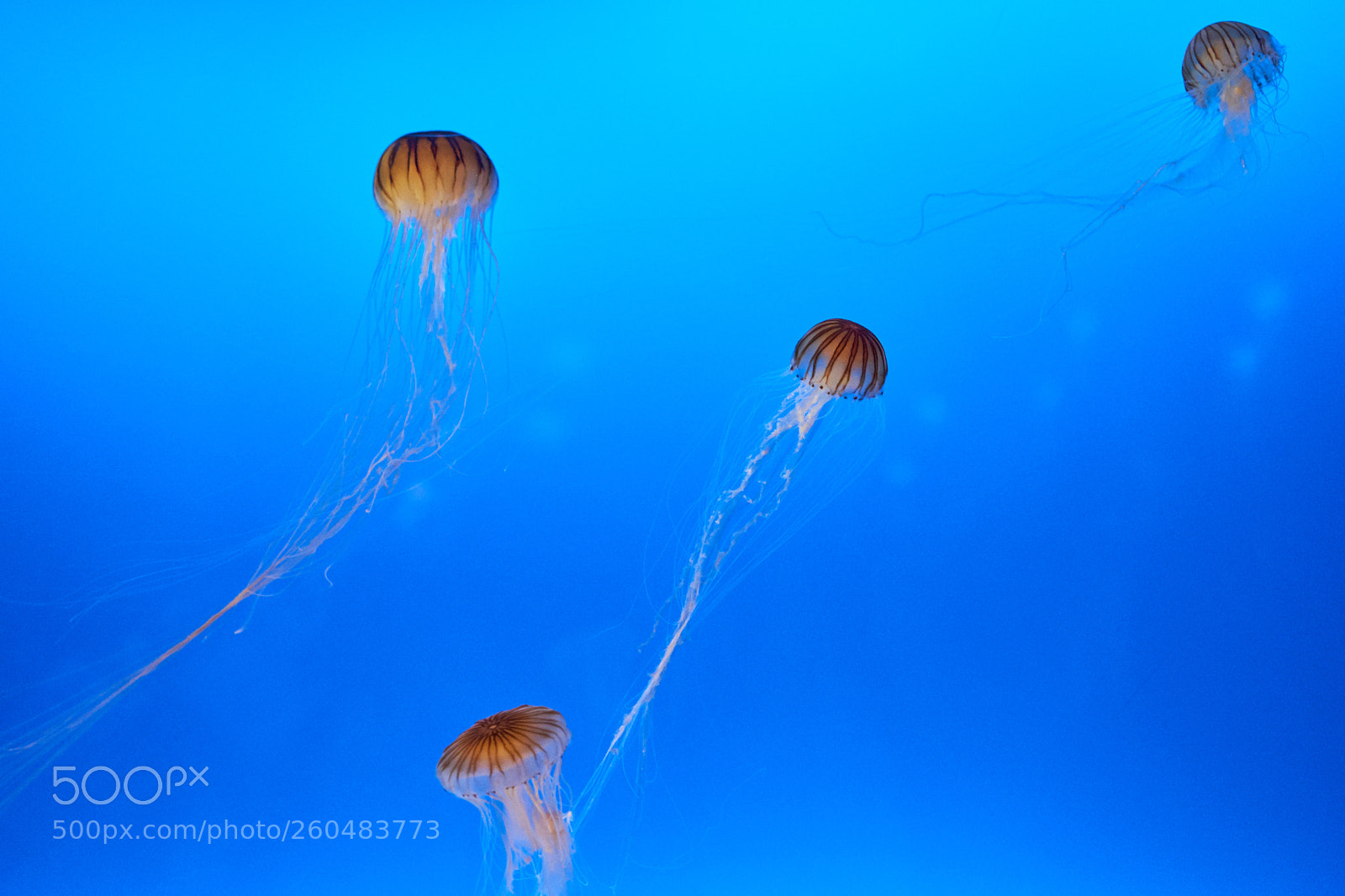 Sony a7 II sample photo. Jellyfish photography
