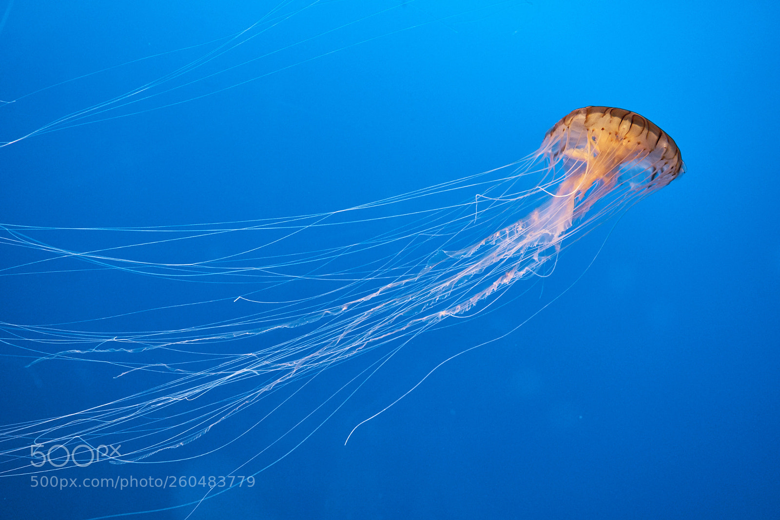 Sony a7 II sample photo. Jellyfish photography