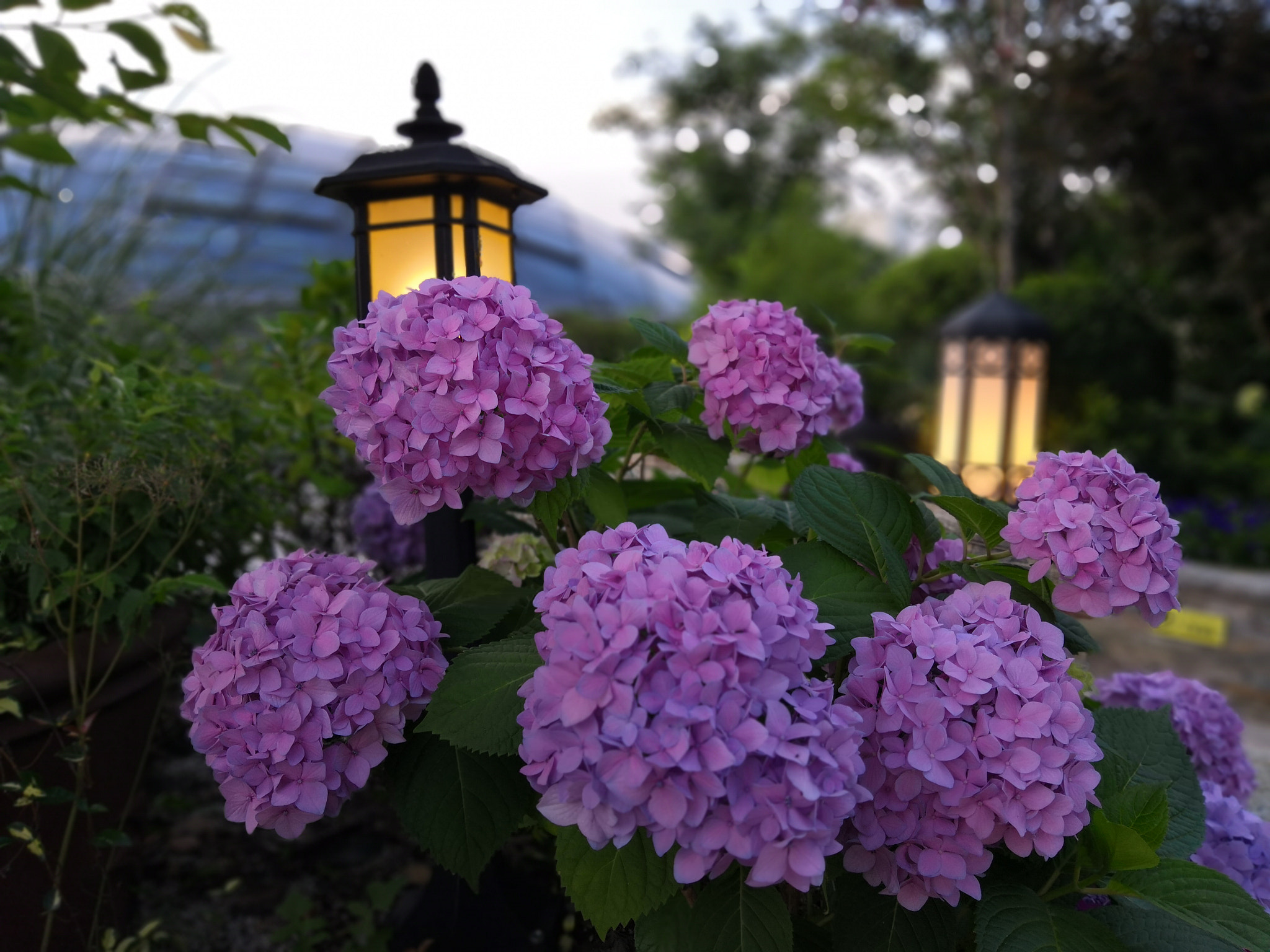 HUAWEI Honor 10 sample photo