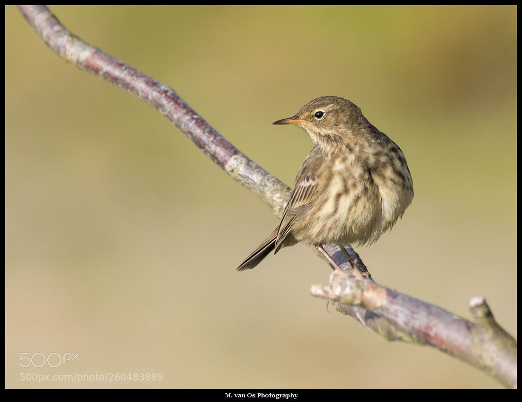 Canon EOS 7D Mark II sample photo. Rock pipit / oeverpieper. photography