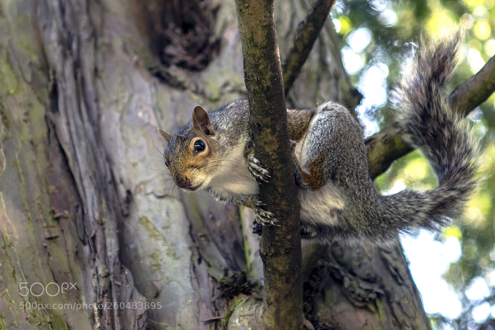 Nikon D810 sample photo. Grey squirrel photography