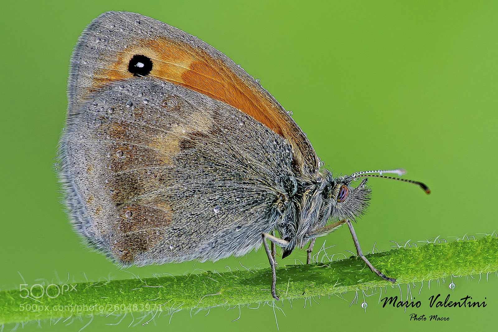 Nikon D750 sample photo. Maniola cecilia.italy. photography