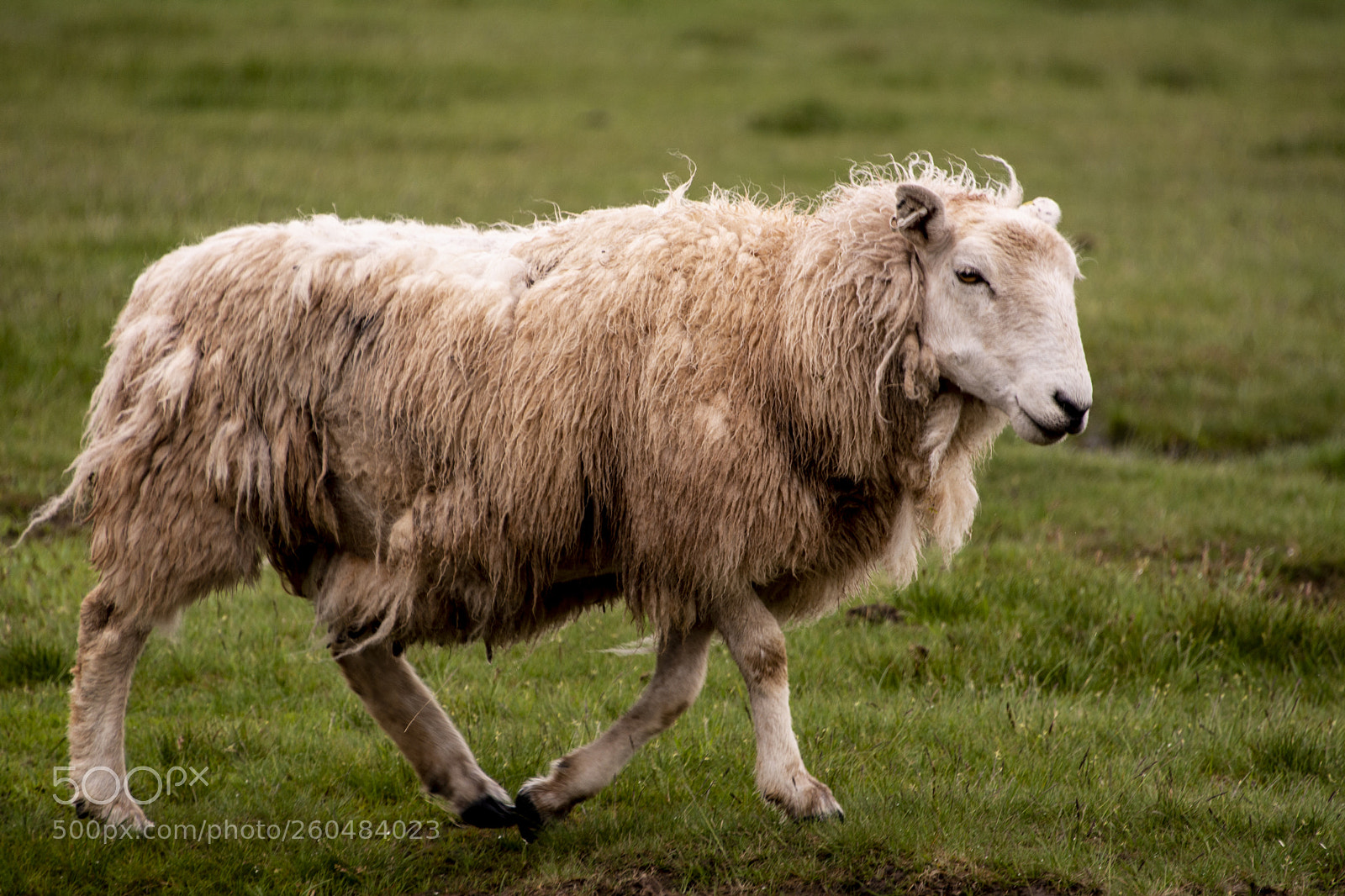 Nikon D7100 sample photo. Sheep photography