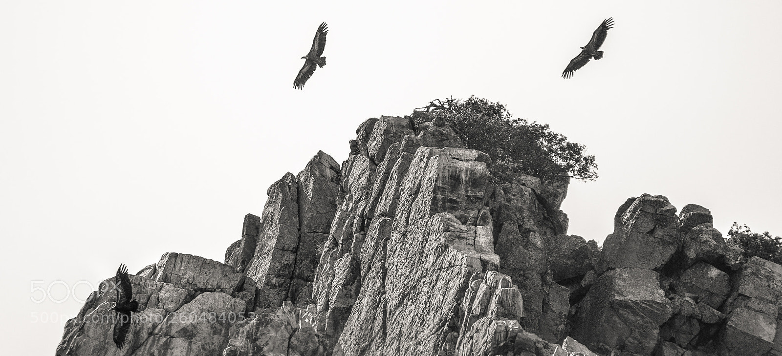 Nikon D60 sample photo. Vultures photography