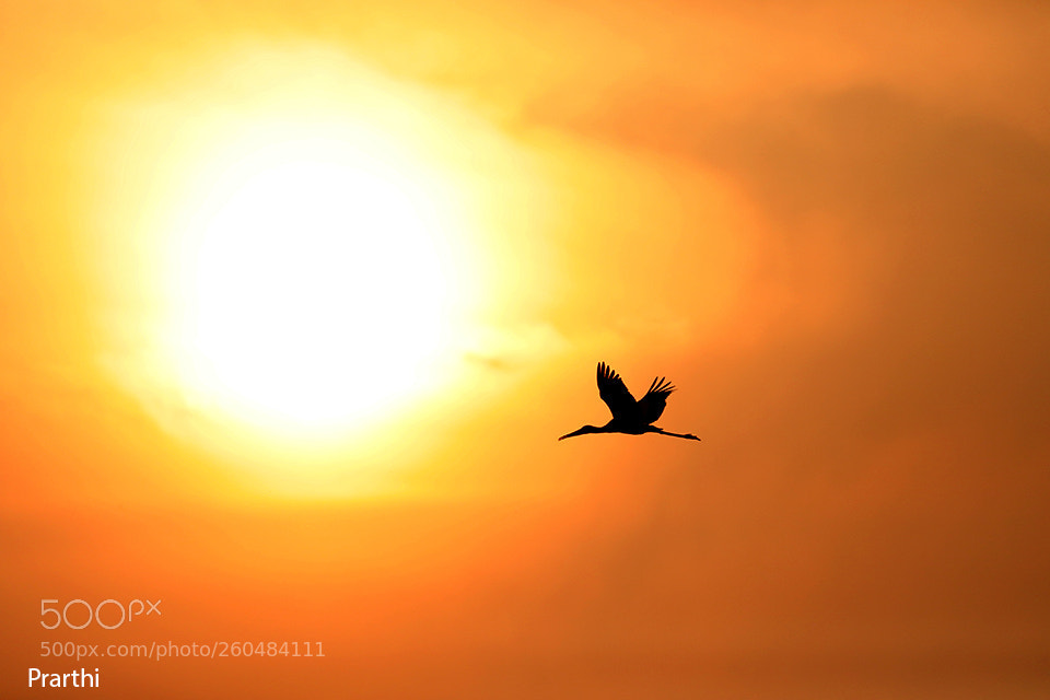 Canon EOS 5D Mark IV sample photo. Wings and the wonders photography