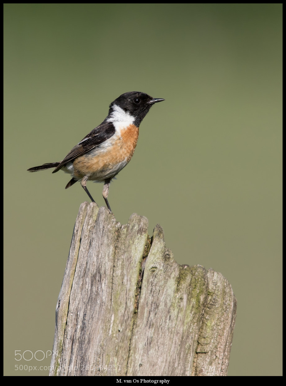 Canon EOS 7D Mark II sample photo. Stonechat / roodborsttapuit. photography