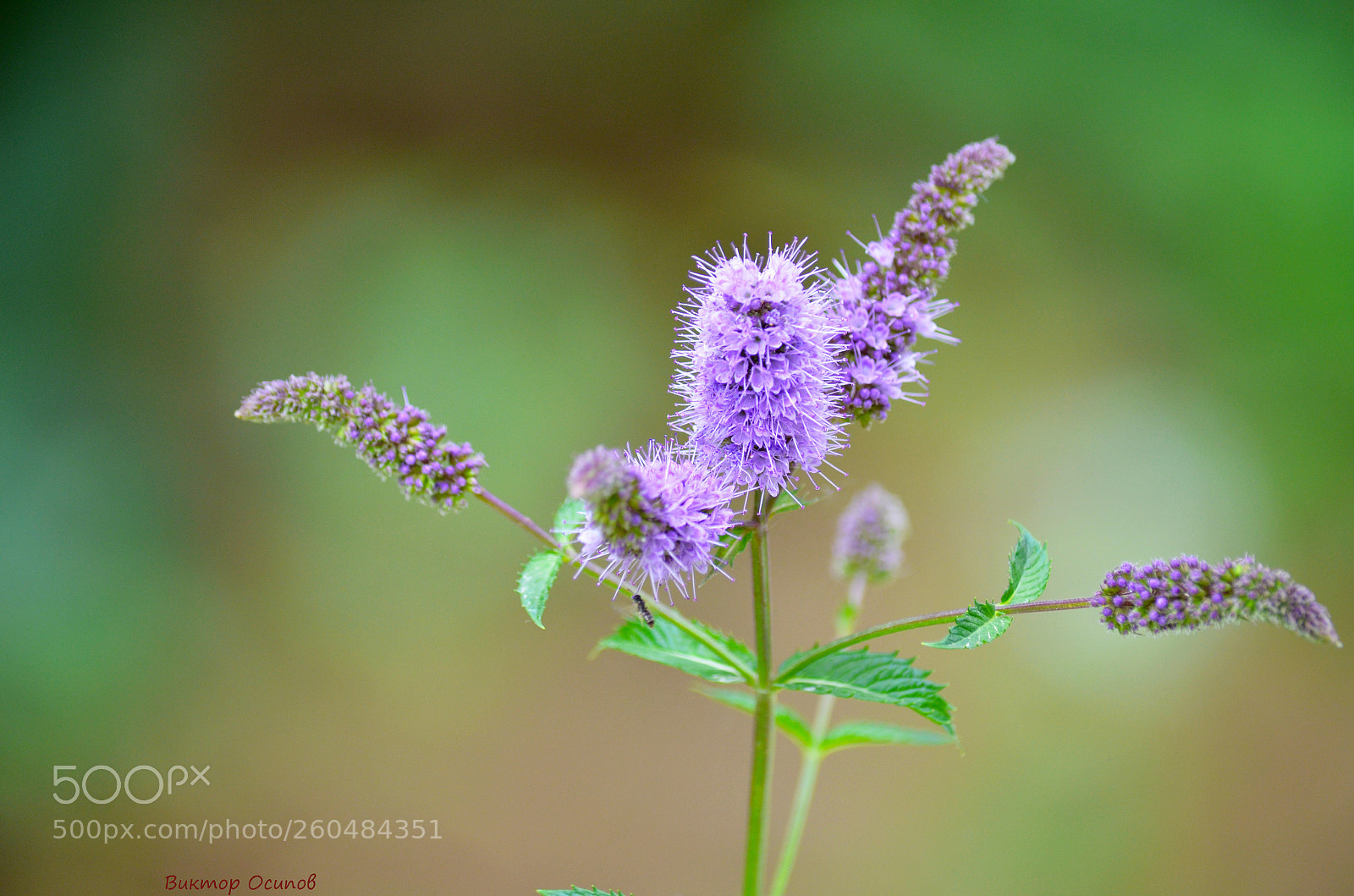 Nikon D5100 sample photo. Flowers photography