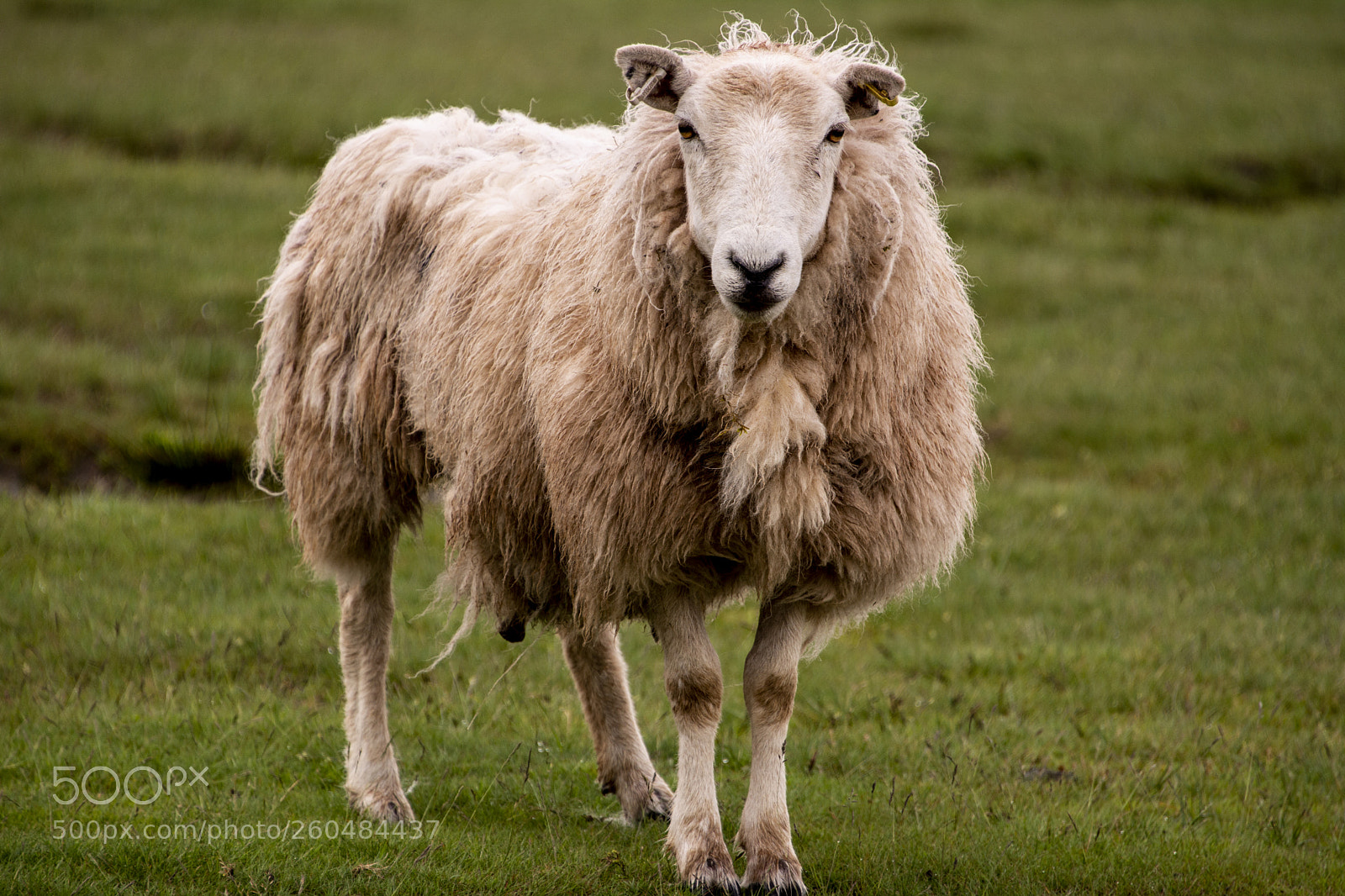 Nikon D7100 sample photo. Sheep photography