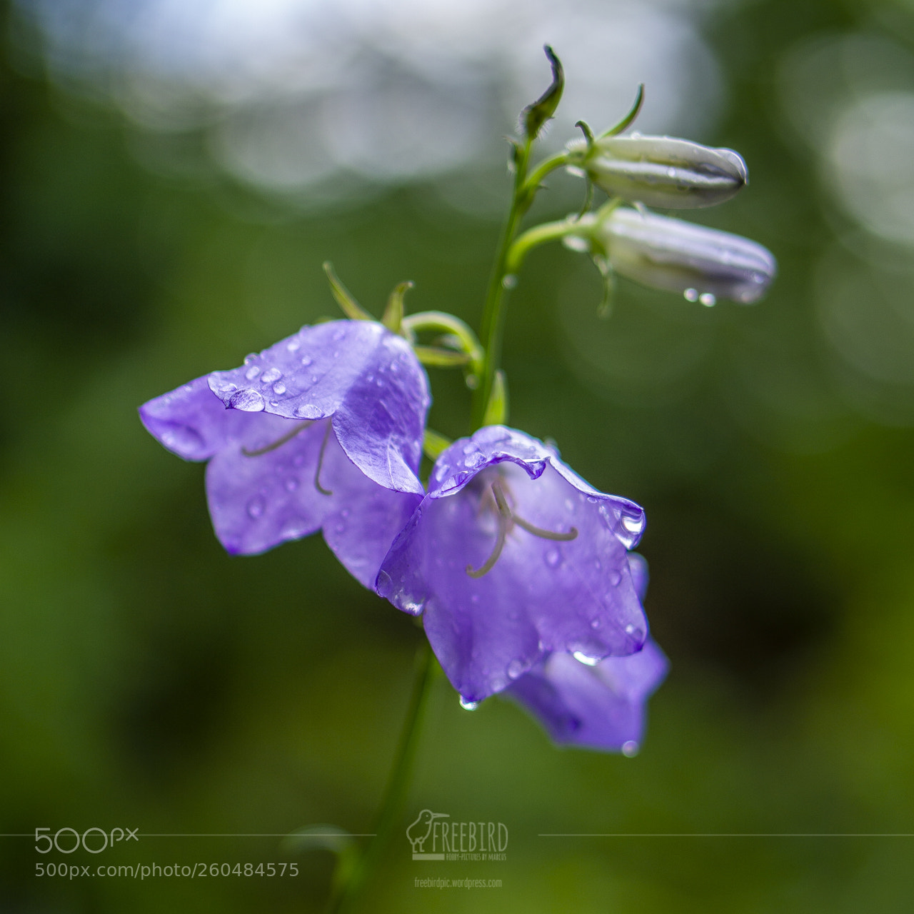 Sony a6000 sample photo. Sweet purple flowers with photography