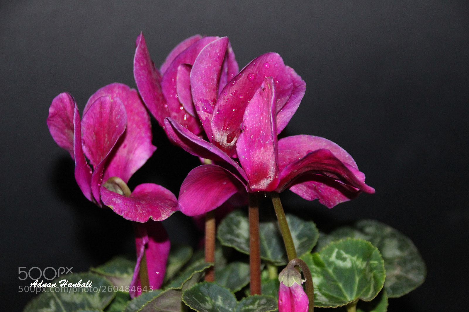 Canon EOS 700D (EOS Rebel T5i / EOS Kiss X7i) sample photo. Pink roses photography