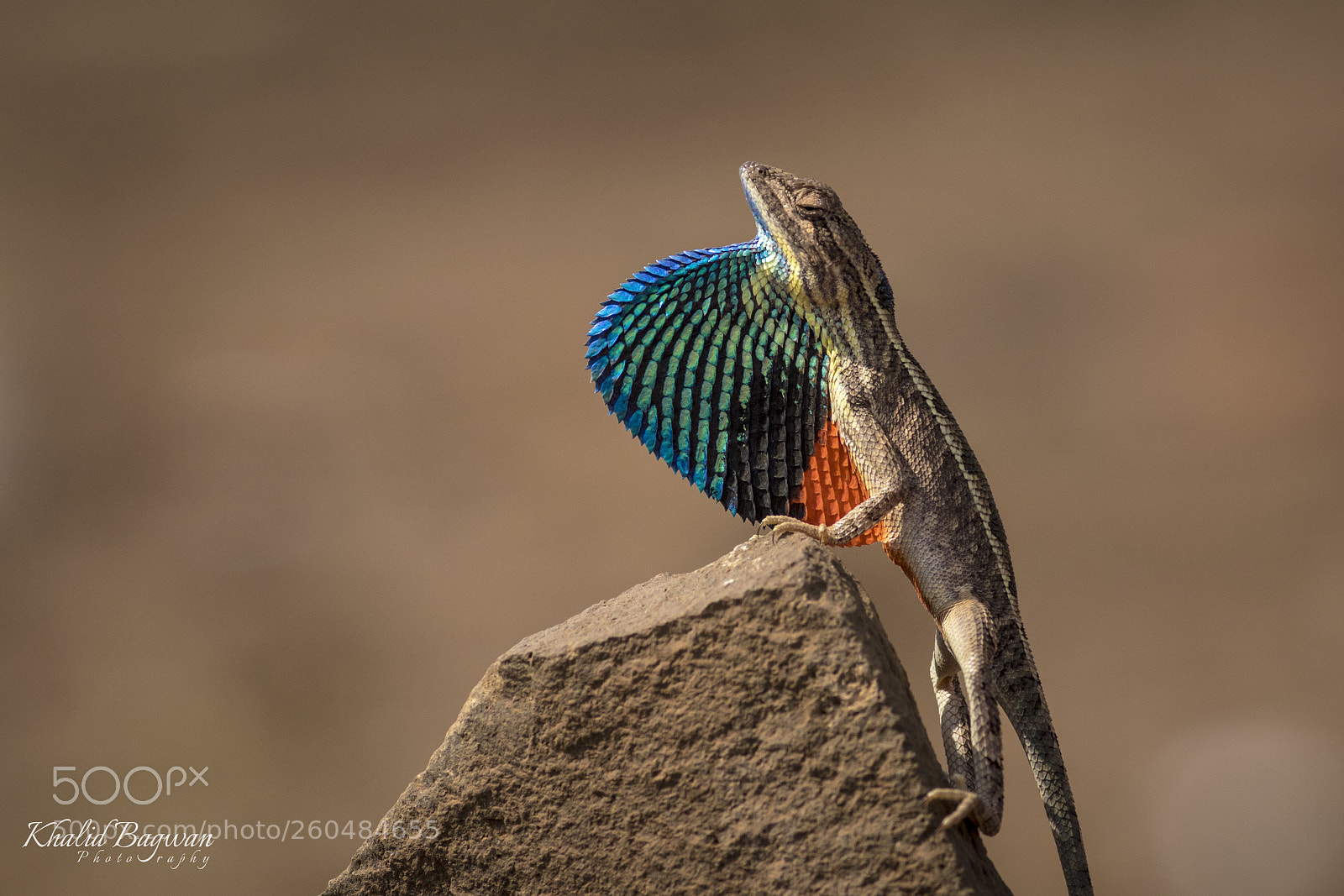 Canon EOS 7D Mark II sample photo. Fan throated lizard  photography