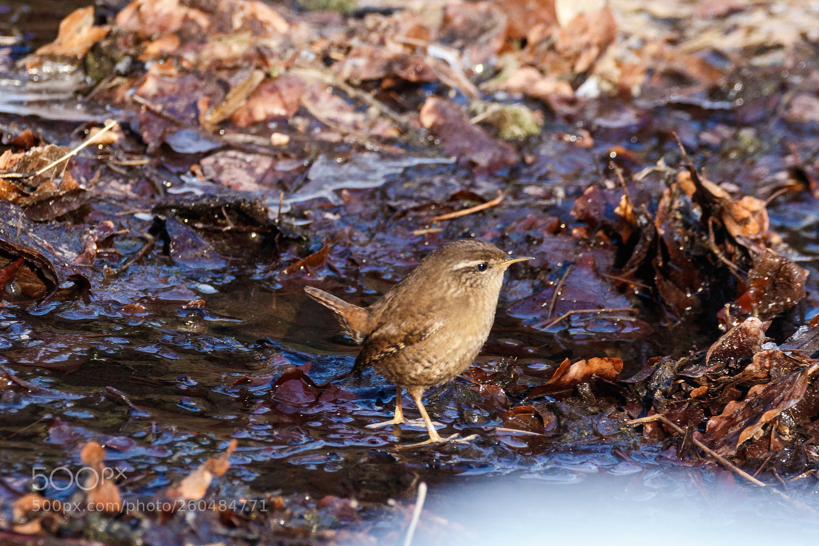 Canon EOS 7D Mark II sample photo. Wren photography