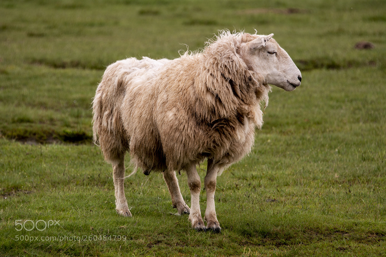 Nikon D7100 sample photo. Sheep photography