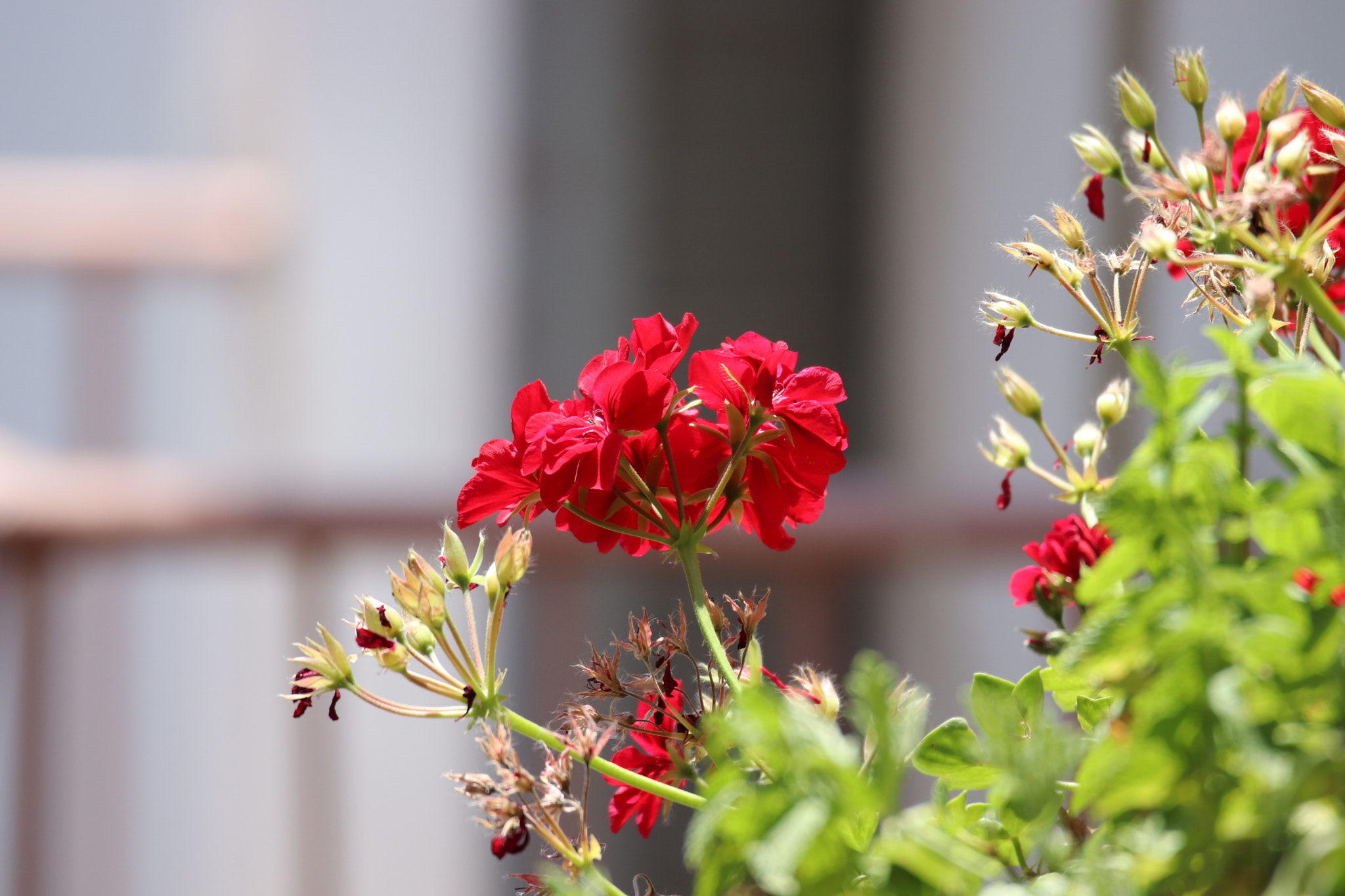 Canon EOS 800D (EOS Rebel T7i / EOS Kiss X9i) + Canon EF 300mm F2.8L IS II USM sample photo. Neighbor's flower photography