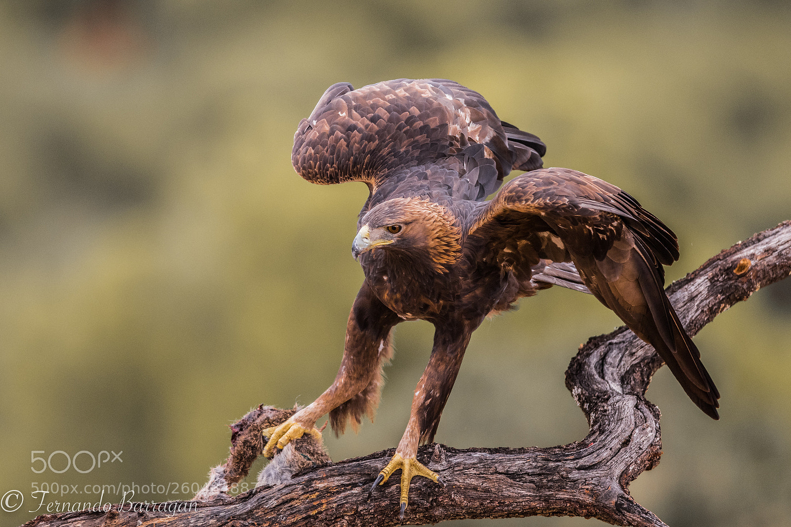 Canon EOS 7D Mark II sample photo. Aguila real (de ) photography