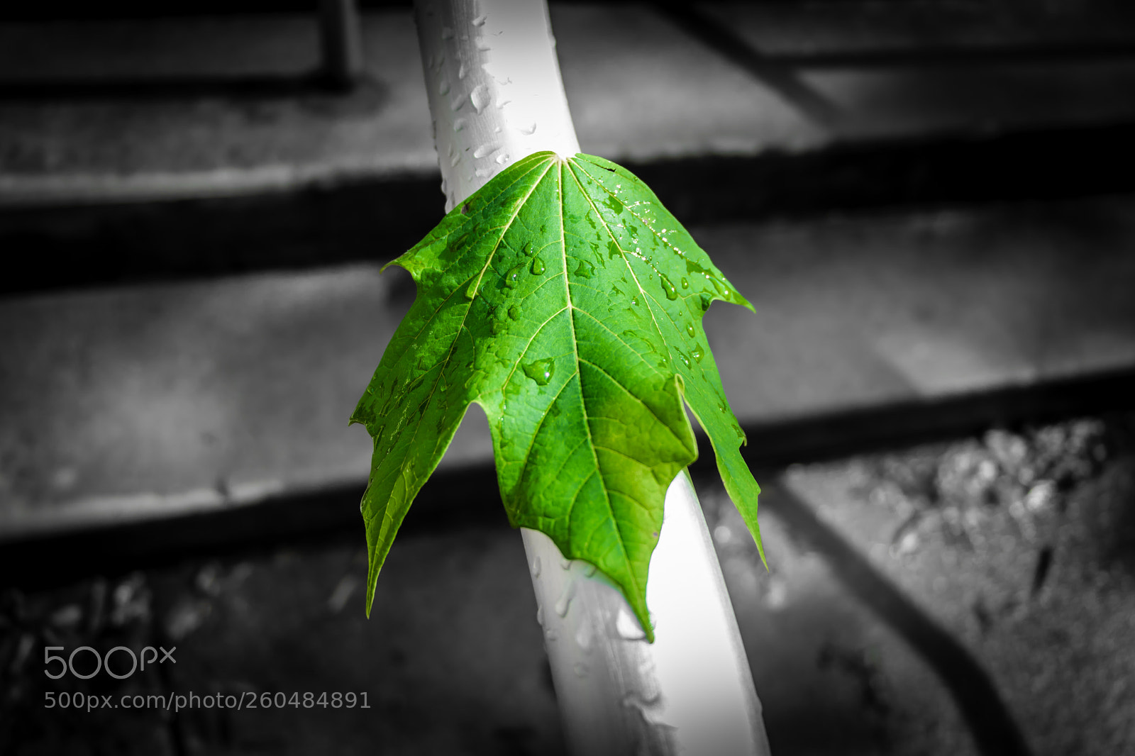 Canon EOS 80D sample photo. Green shine photography