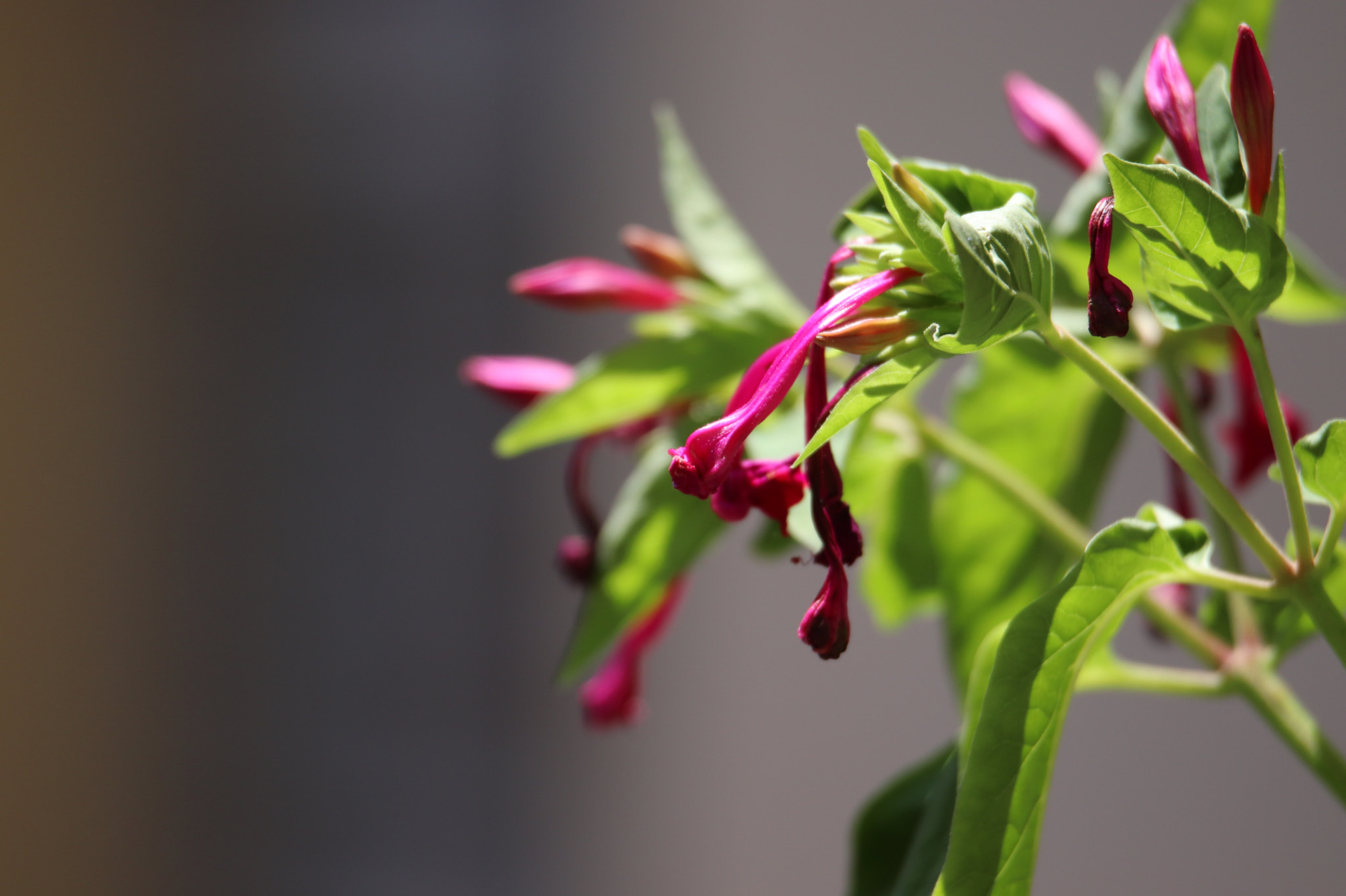 Canon EF 300mm F2.8L IS II USM sample photo. More neighbor's flowers photography