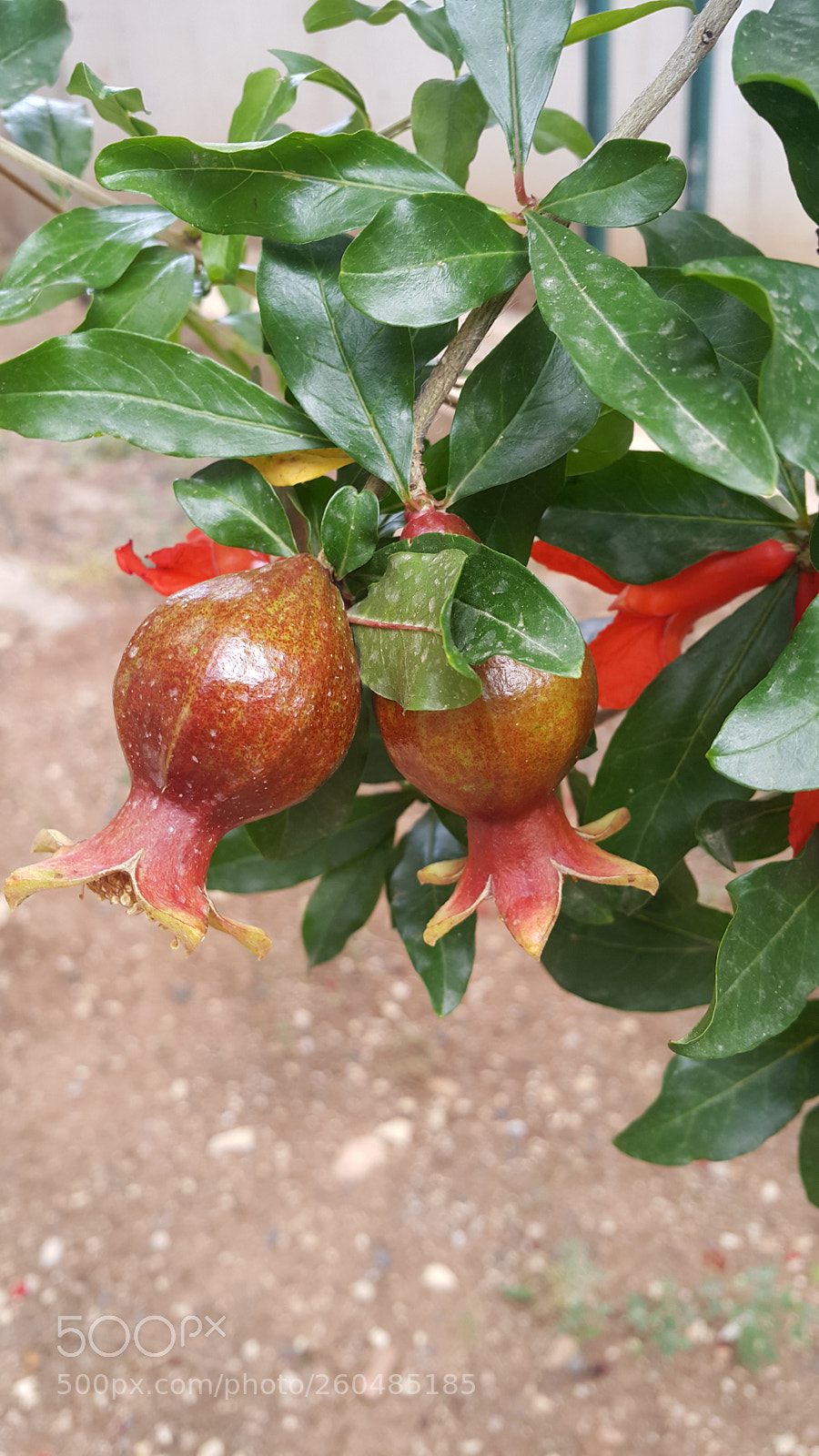Samsung Galaxy Note4 sample photo. Untitled photography
