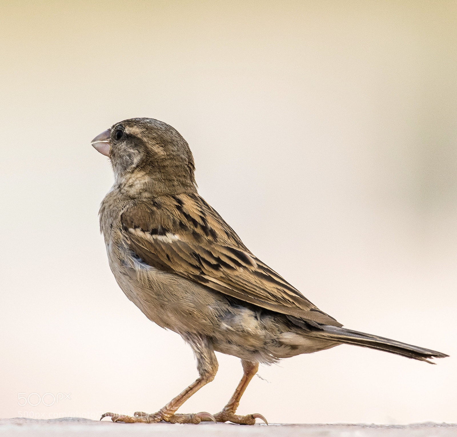 Nikon D5300 sample photo. Little miss birdie !!!! photography