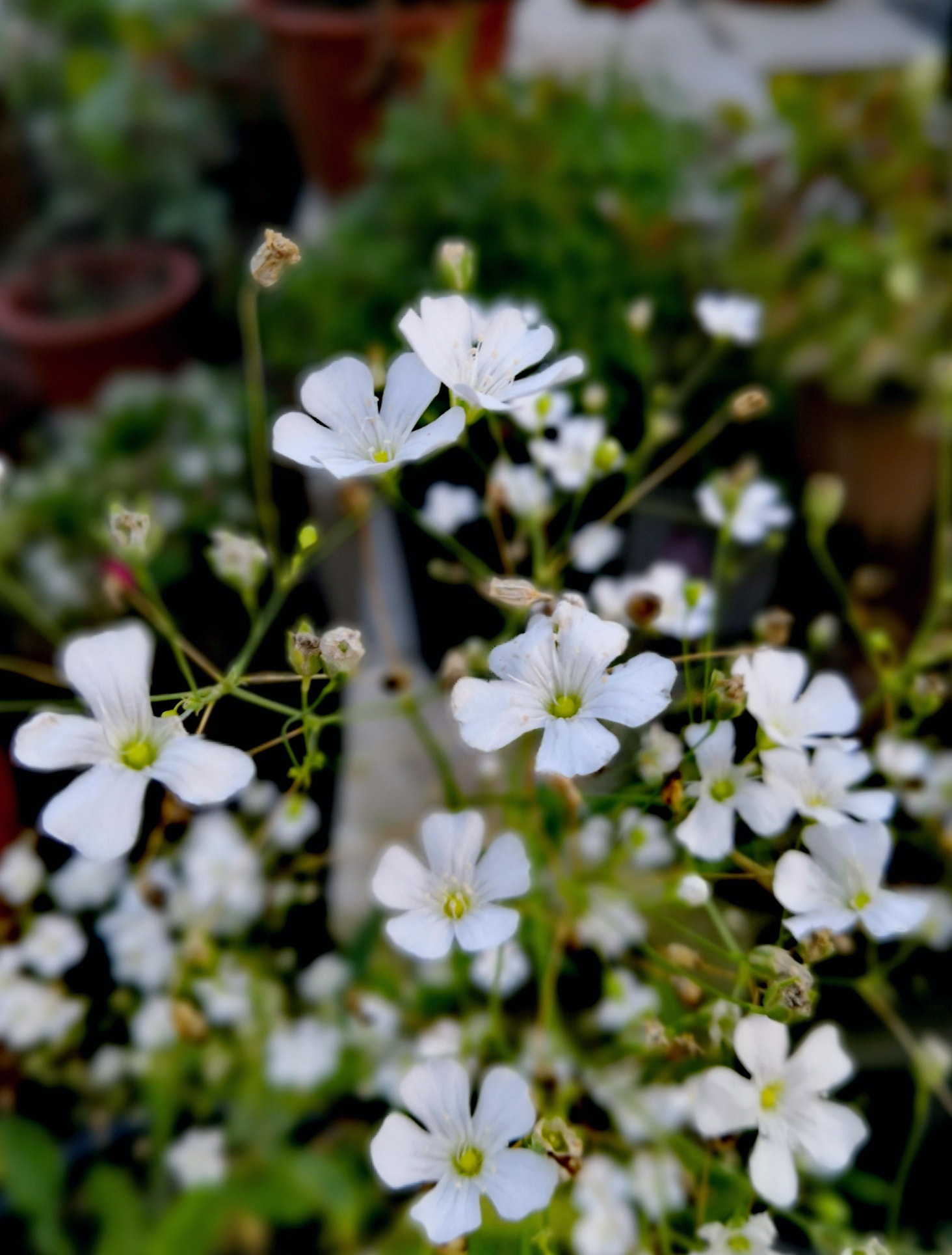 HUAWEI Honor 10 sample photo. Flowers photography