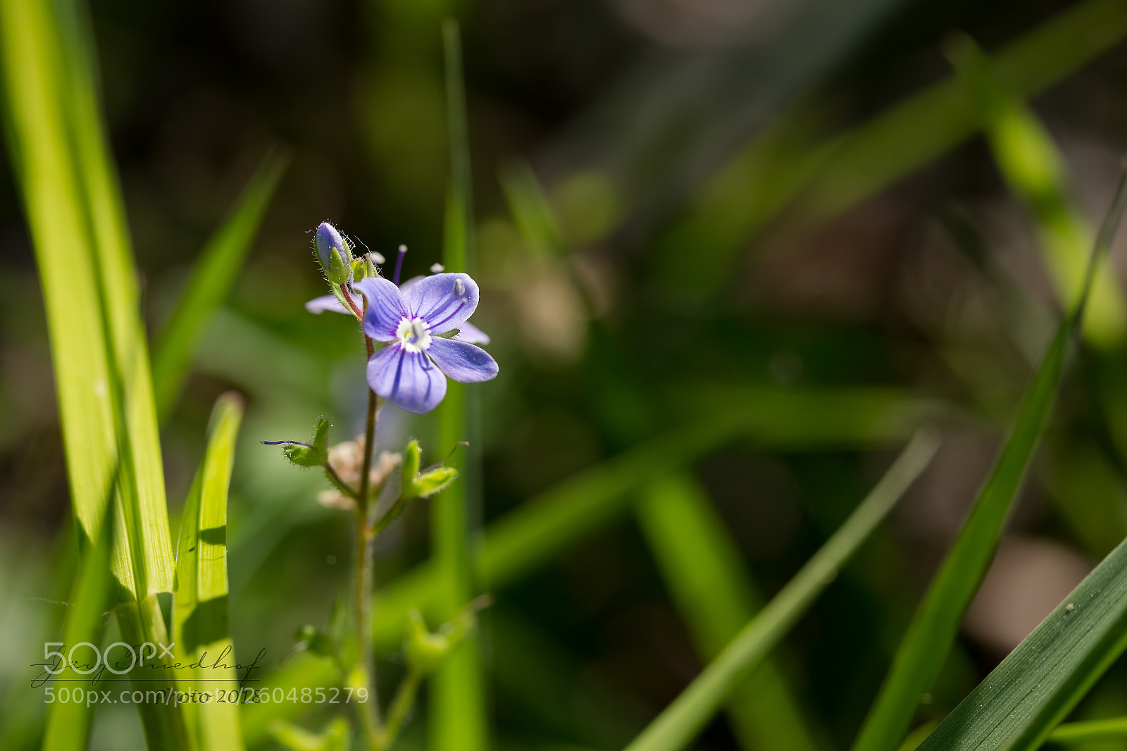 Canon EOS 700D (EOS Rebel T5i / EOS Kiss X7i) sample photo. Unrecognized beauty photography