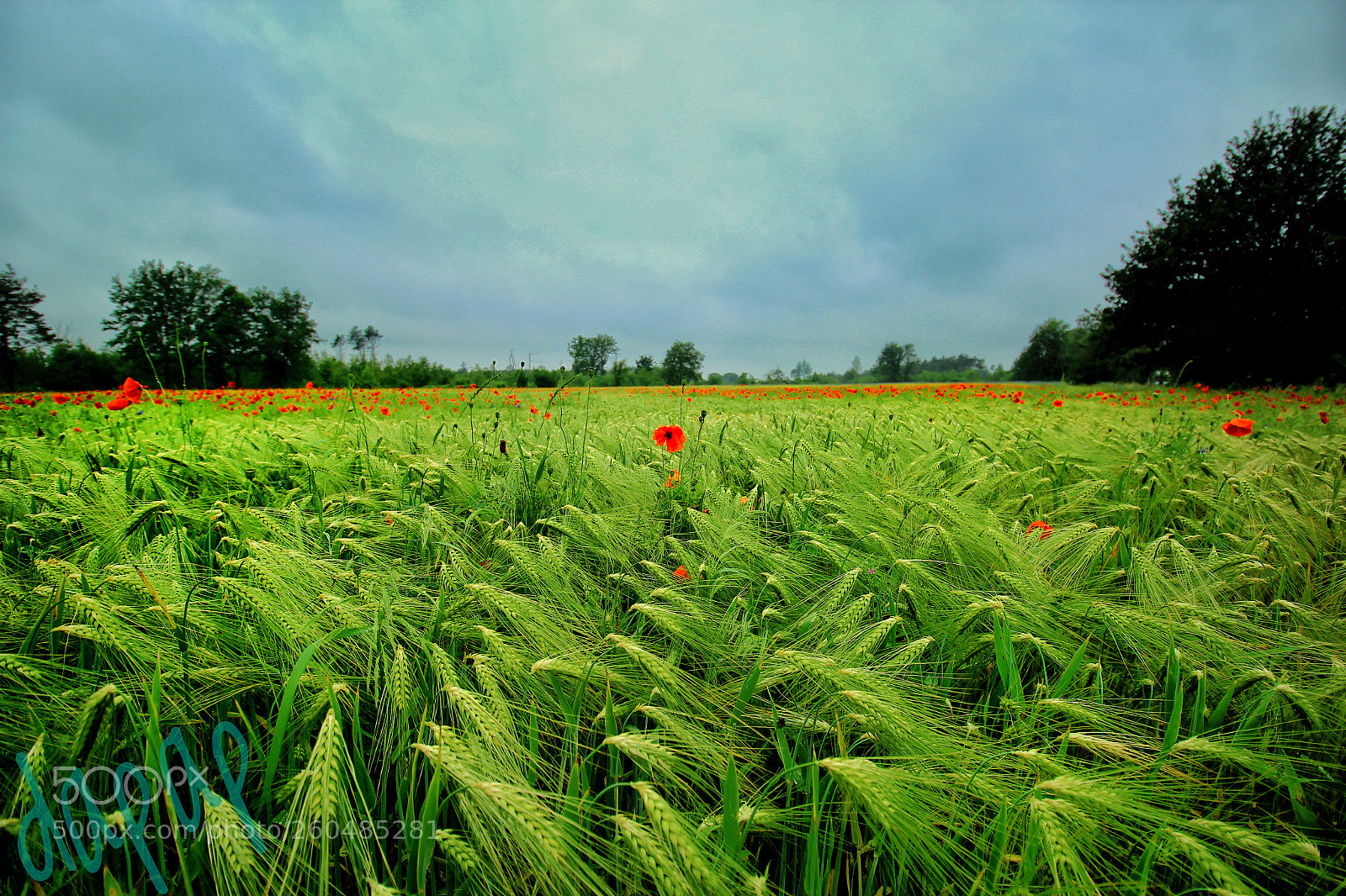 Canon EOS 600D (Rebel EOS T3i / EOS Kiss X5) sample photo. Poppyfield photography