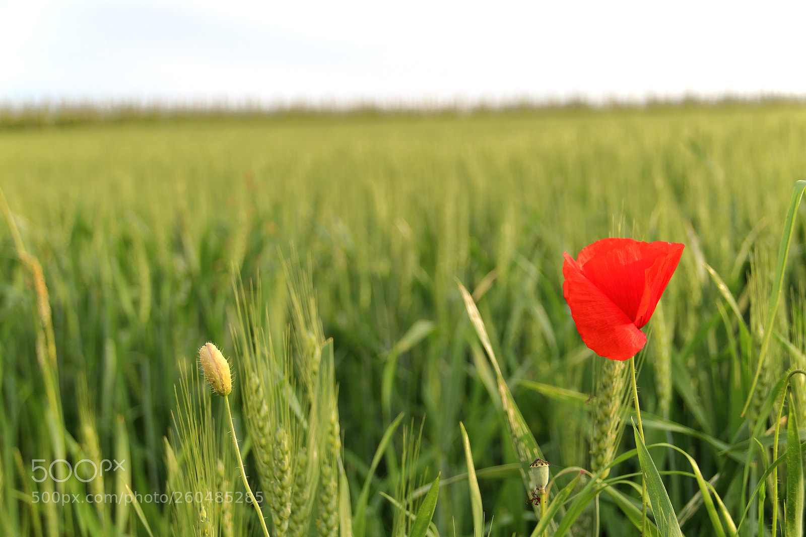 Canon EOS 1300D (EOS Rebel T6 / EOS Kiss X80) sample photo. Poppy in sunny weath photography