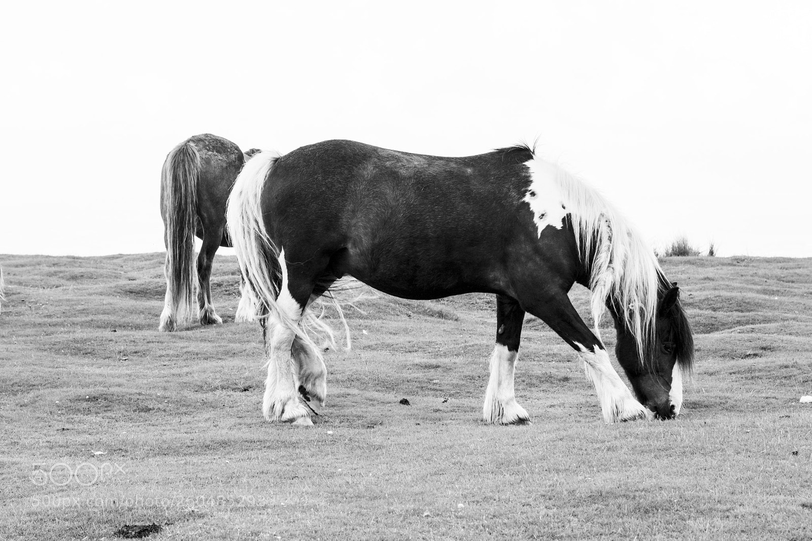 Nikon D7100 sample photo. Mountain pony photography